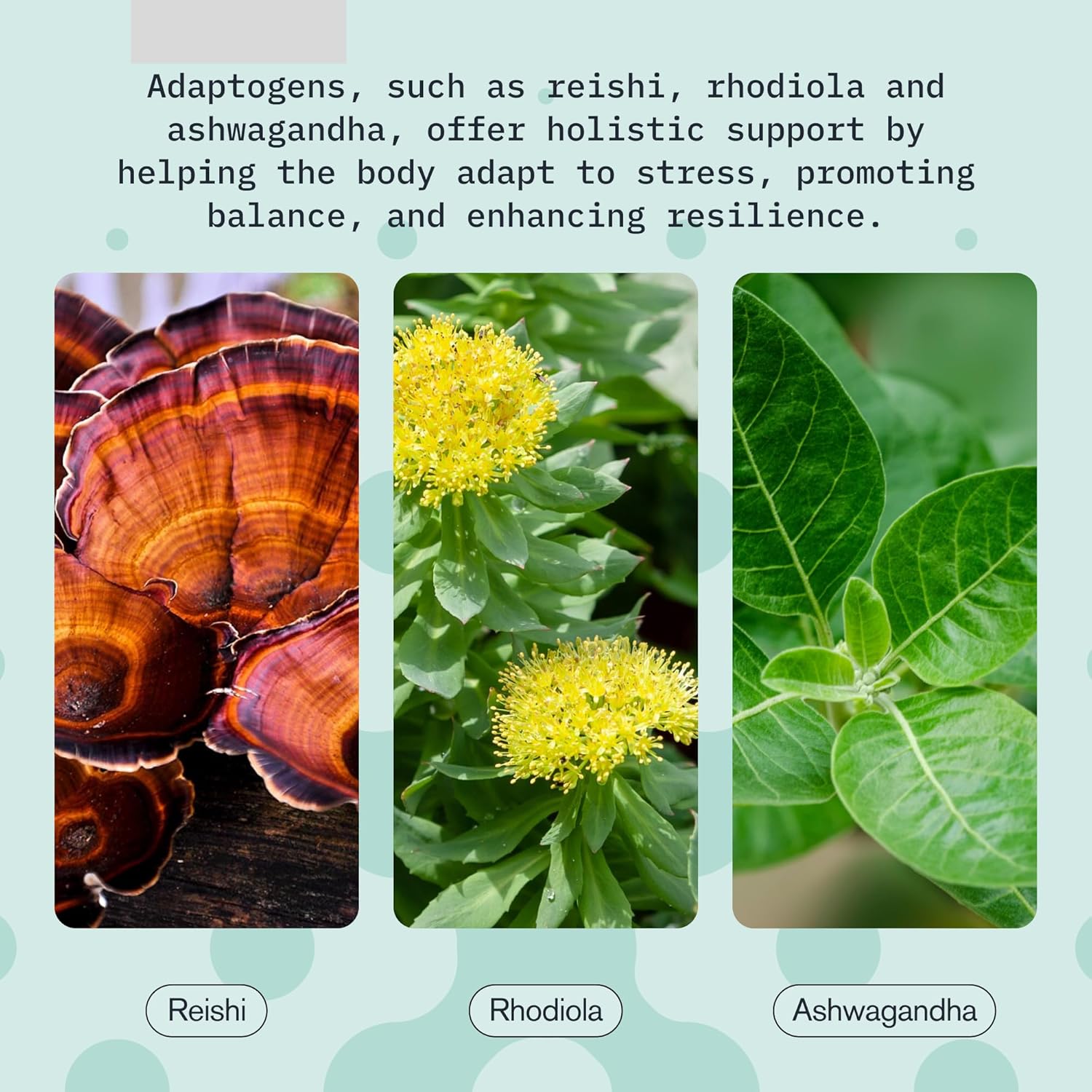 12 Pack Overachieve Relaxation Drink with Ashwagandha, Rhodiola Rosea, and Reishi Mushroom for Stress Relief - Berry Hibiscus Flavor