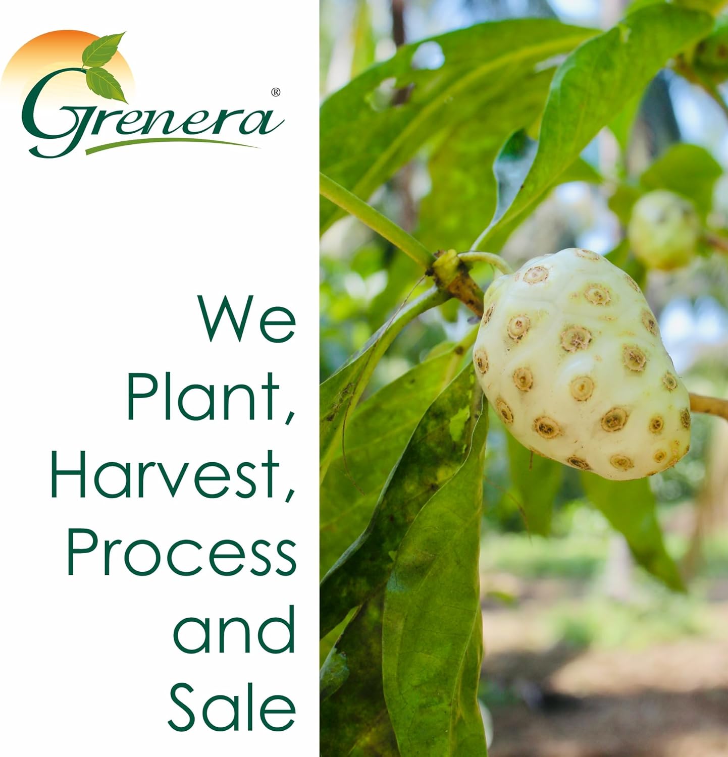 120 Count Noni Fruit Capsules by Grenera | Non-GMO, Gluten Free | Vegetarian Caps, No Fillers