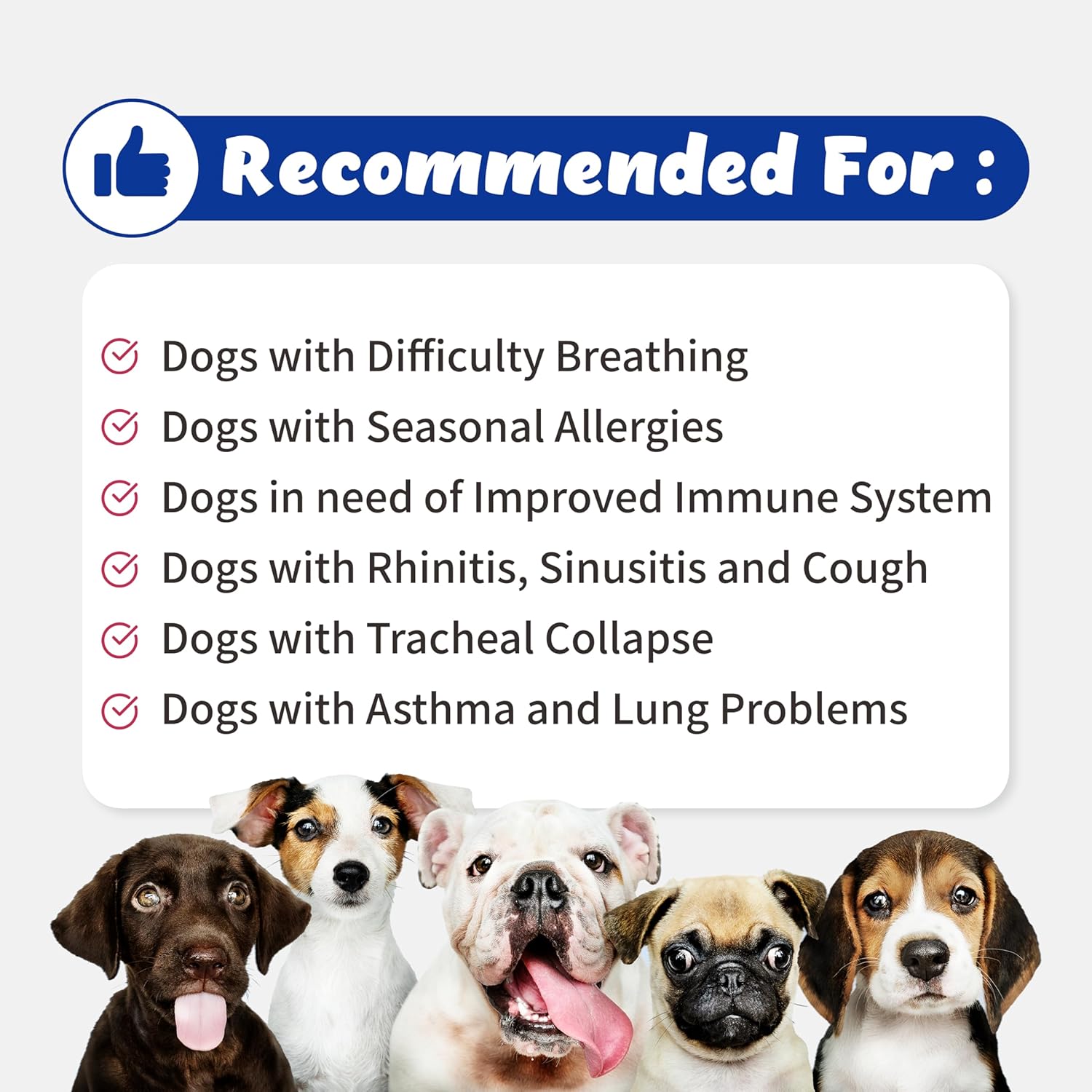 135g Branvine Respiratory Guardian for Dogs with Quercefit®, Vegan Bacon Flavor - Promotes Lung Health, Supports Nasal, Bronchial, and Tracheal Health, Respiratory Probiotics for Pets