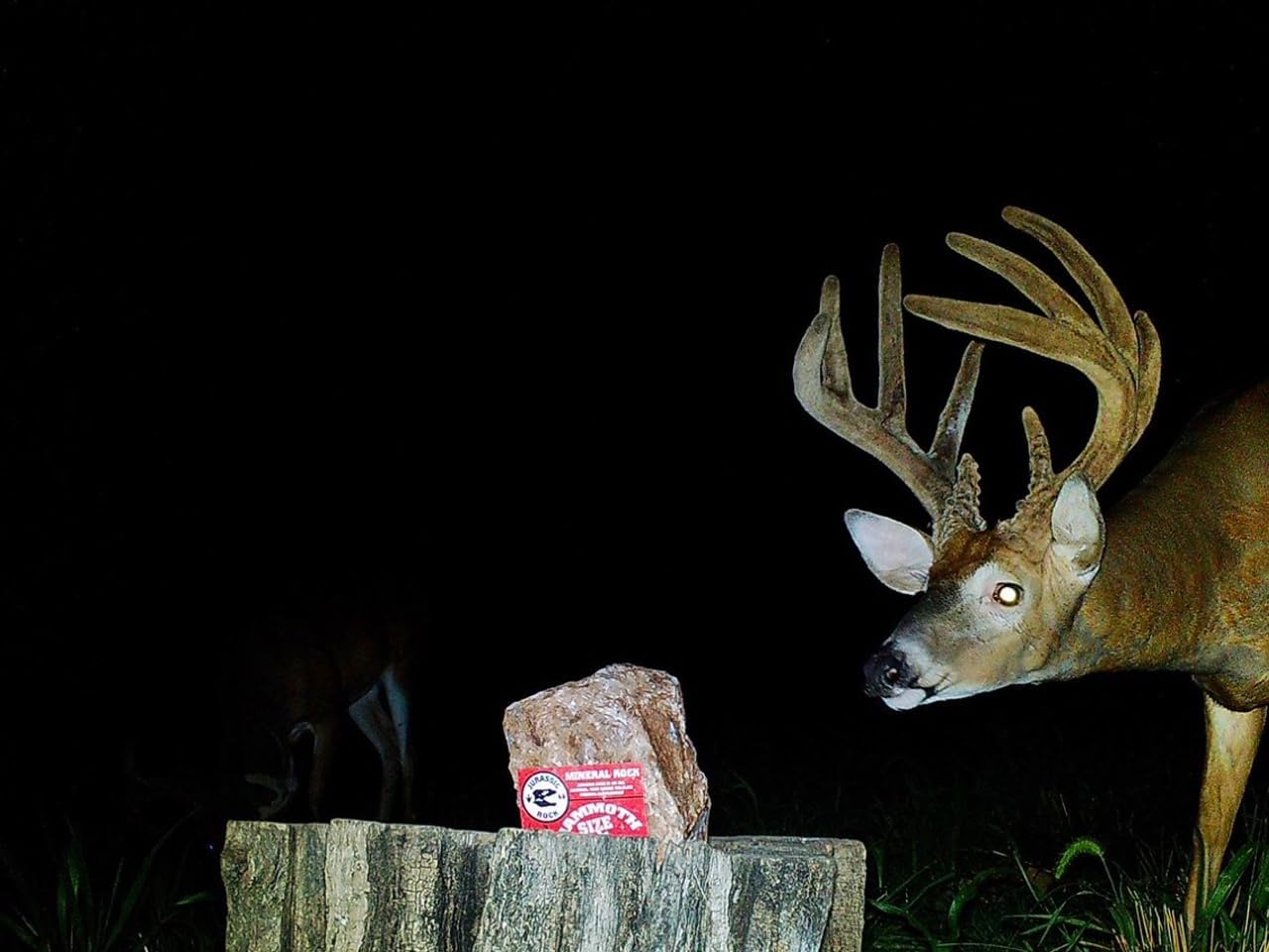 15lb Jurassic Rock Salt Lick for Deer and Wildlife - Mammoth Mineral Supplement