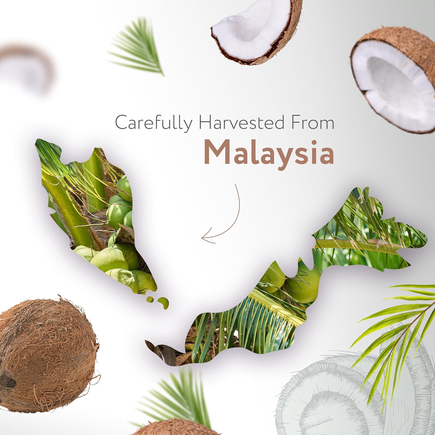 16 fl oz California Bottled Coconut MCT Oil - Cold Pressed, Natural Carrier Oil for Massage, Aromatherapy - Ideal for Face, Body, Lips, & Hair - Value Size