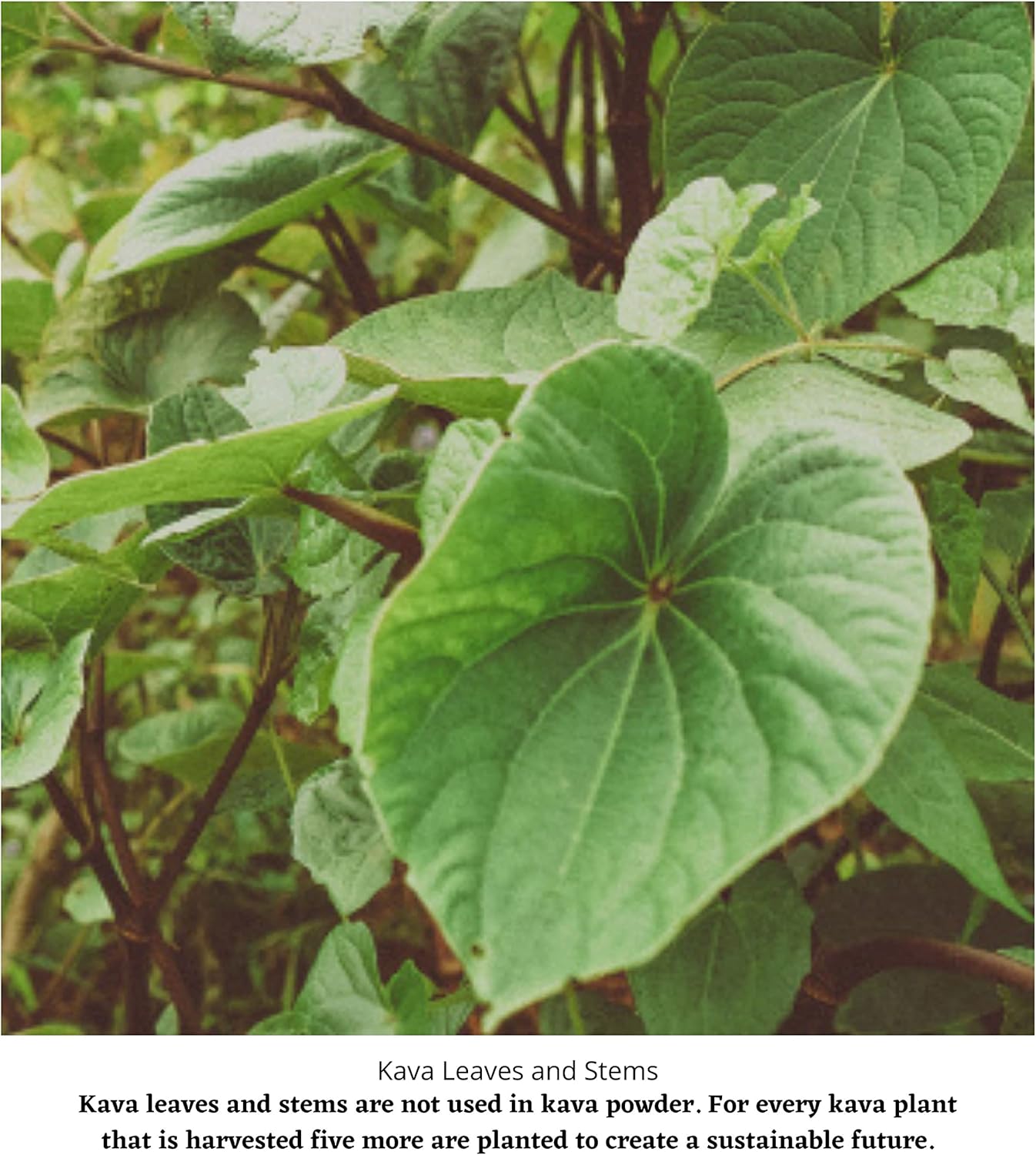 16 Oz Authentic Noble Kava Root Powder - Relaxing Drink from Fiji's Paradise Islands