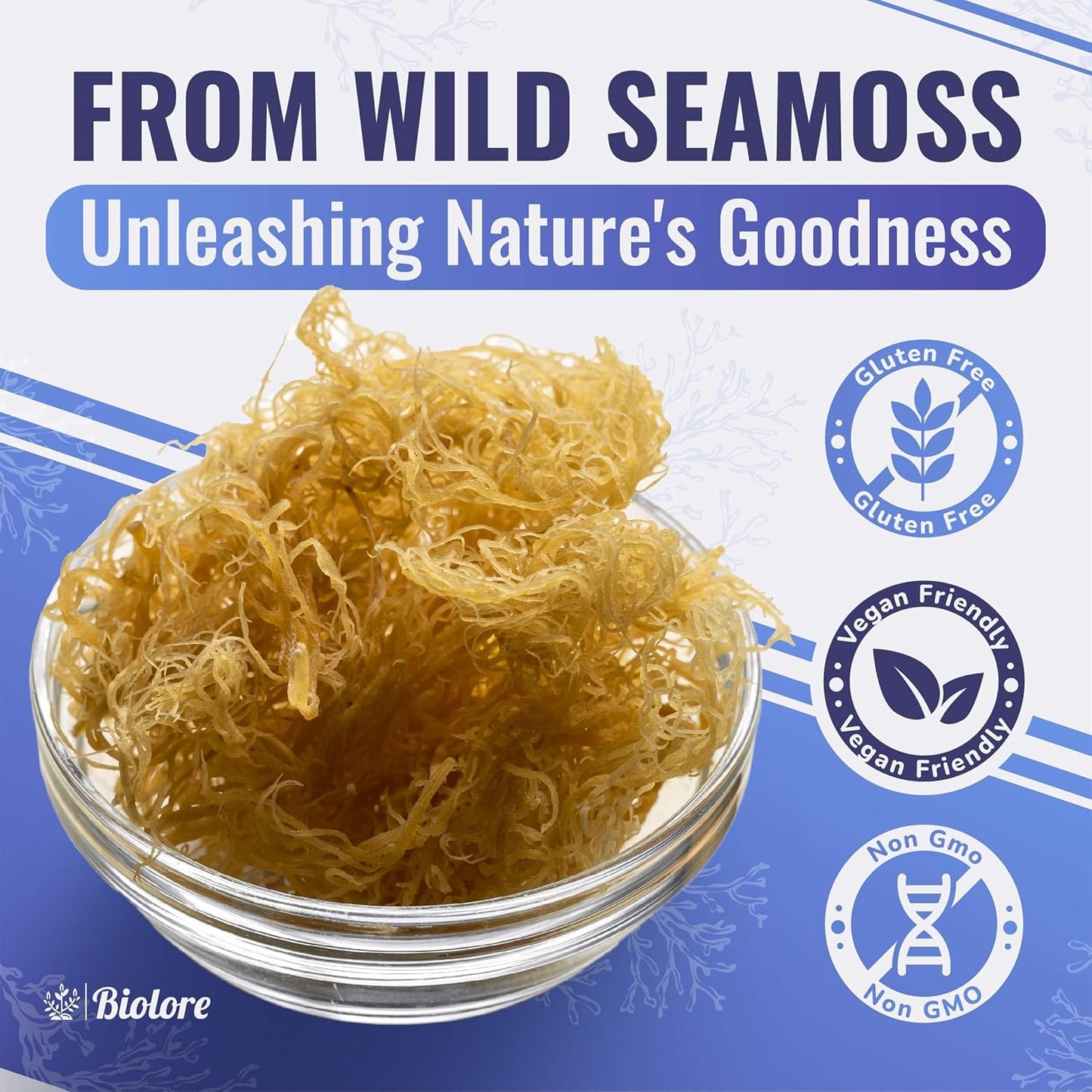 16oz Biolore Sea Moss Gel with Mango & Elderberry: Raw Wildcrafted Irish Seamoss, Essential Vitamins & Minerals, Antioxidant-Rich Vegan Superfood for Immune Support - Made in USA