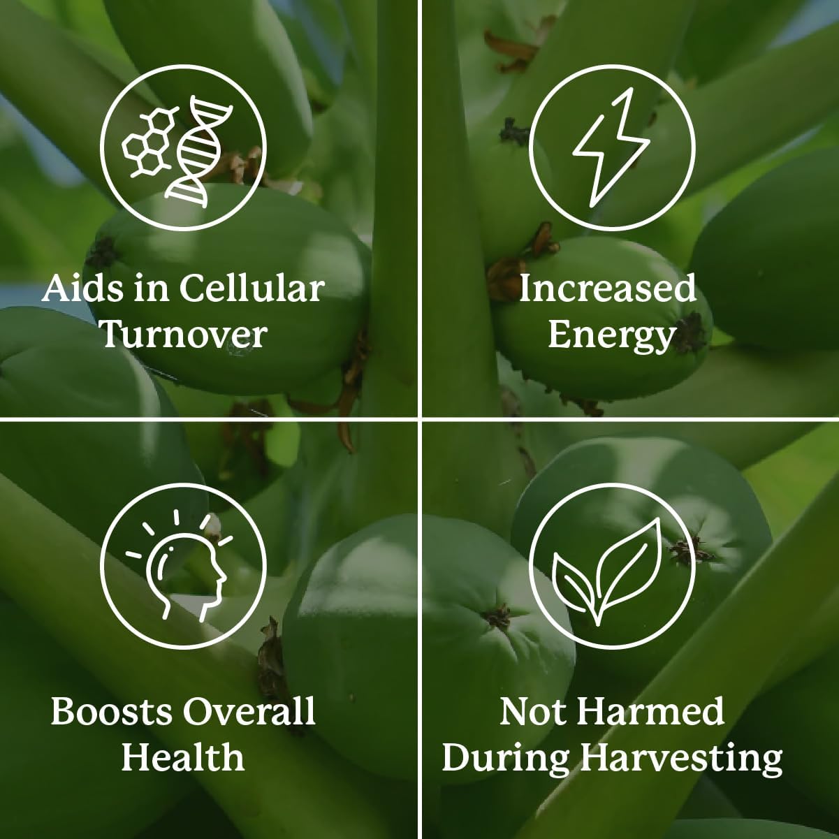 180 Capsules Nature's Sunshine Paw Paw Cell-Reg | 50+ Acetogenins for ATP Production & Blood Supply