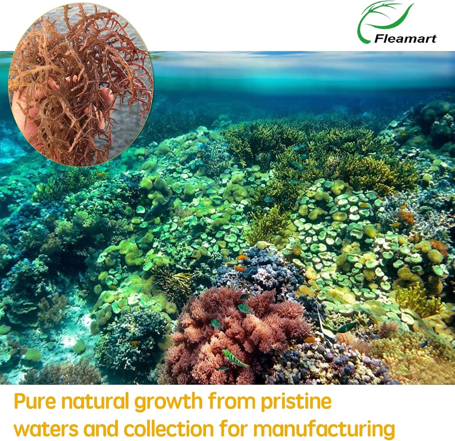 18.5OZ Organic Raw Irish Wildcrafted Sea Moss Gel with Mango Pineapple Flavor - Vegan Superfood Rich in Vitamins & Minerals