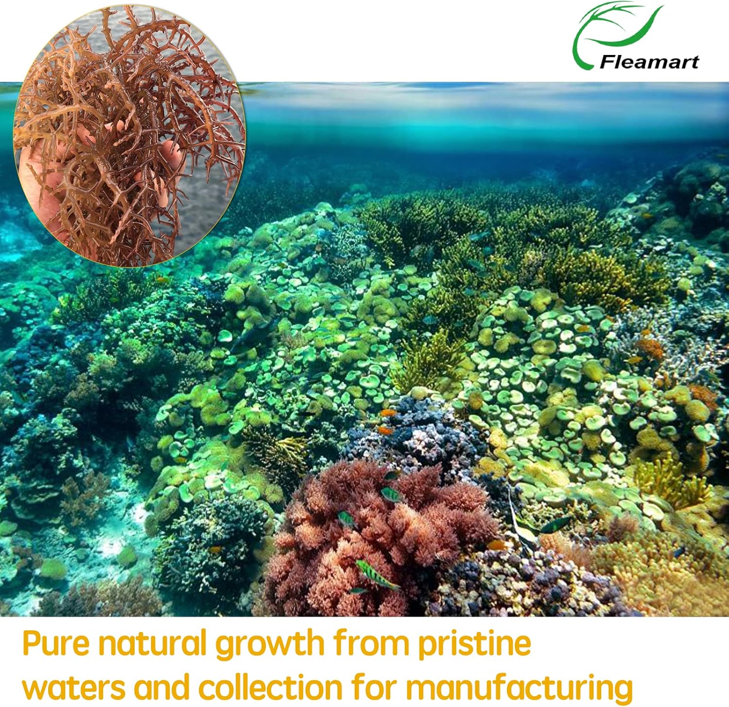 18.5OZ Organic Raw Irish Wildcrafted Sea Moss Gel with Mango Pineapple Flavor - Vegan Superfood Rich in Vitamins & Minerals