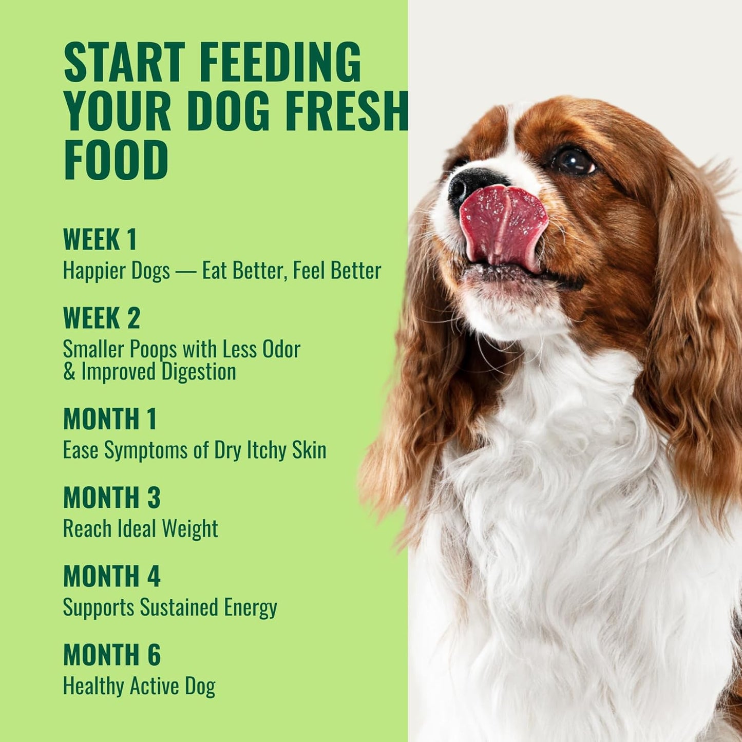 1lb Azestfor Veggie Flavor Dog Vitamins & Minerals Powder Supplement for Raw & Homemade Food