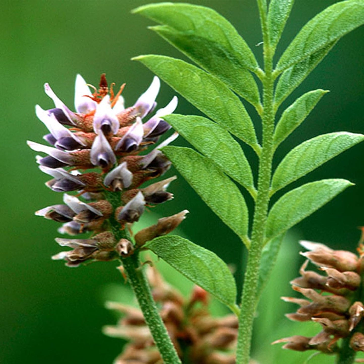 1lb Non-GMO Gluten-Free Mulethi Powder with Pure Original Licorice Extract