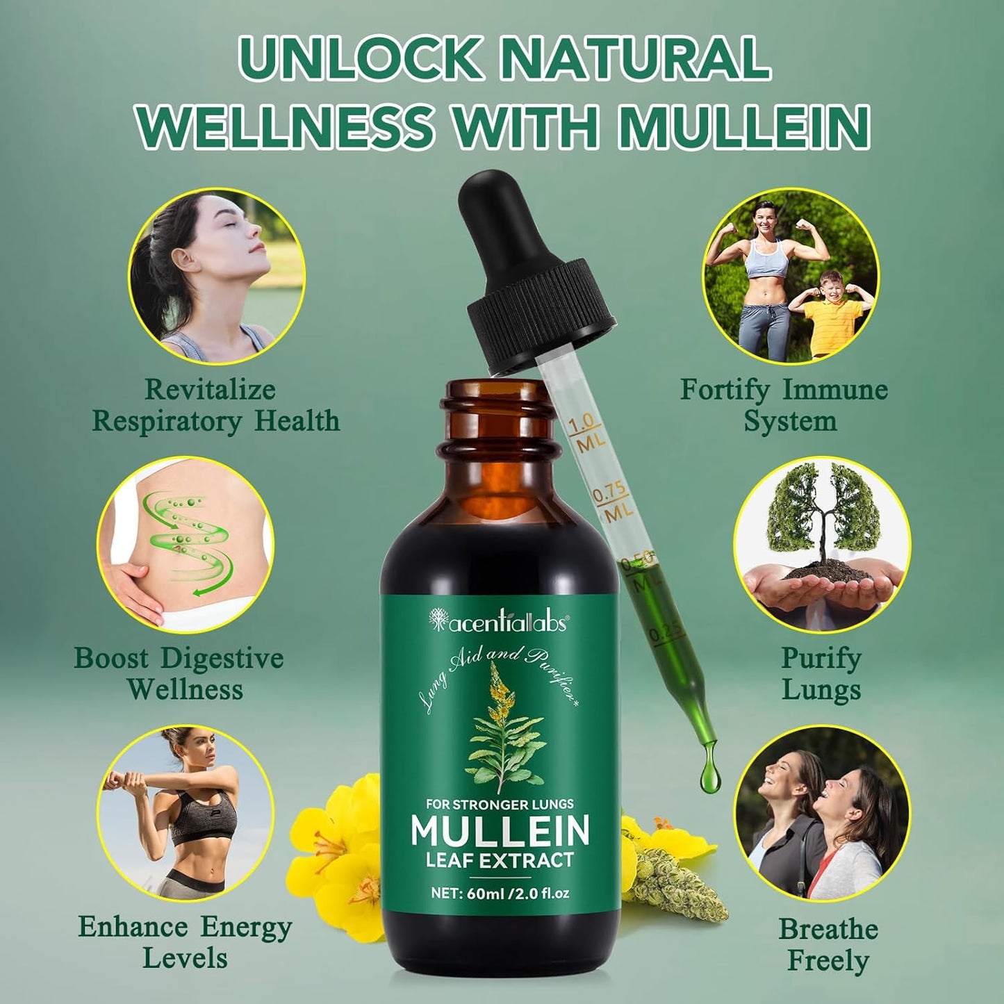 2-Pack Mullein Leaf Extract Drops with Chlorophyll for Lung Support