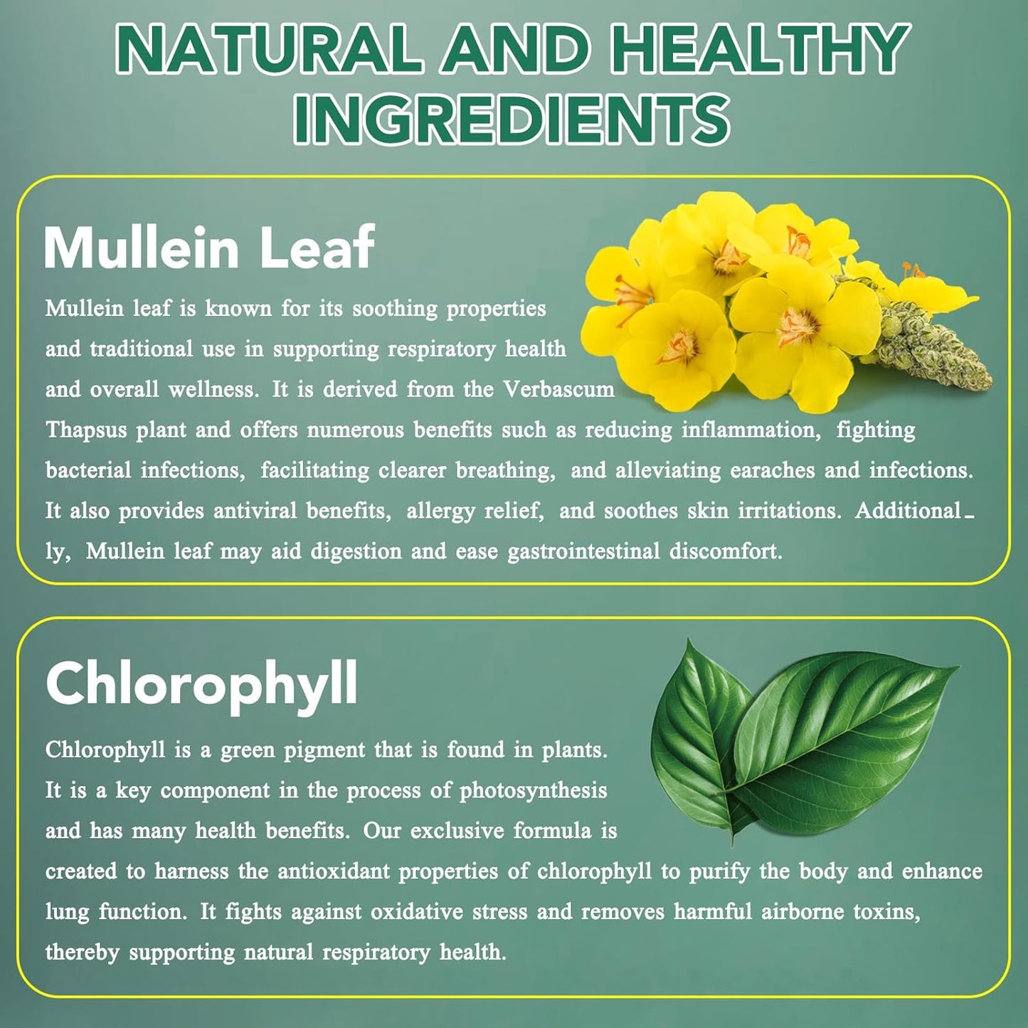 2-Pack Mullein Leaf Extract Drops with Chlorophyll for Lung Support