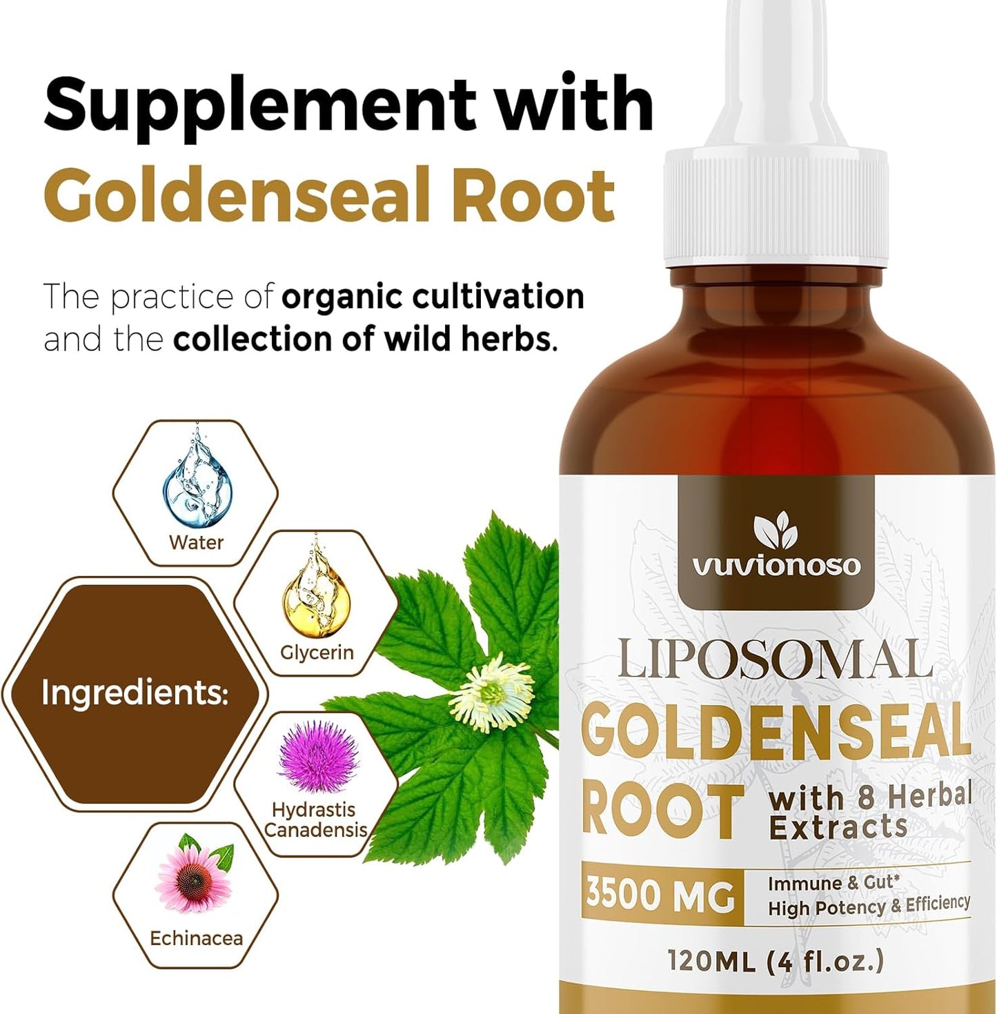 2-Pack Vuvionoso Goldenseal Root Tincture 3000mg - Immune & Lung Support - Vegan, Sugar-Free Liquid Extract with Echinacea - 120ml