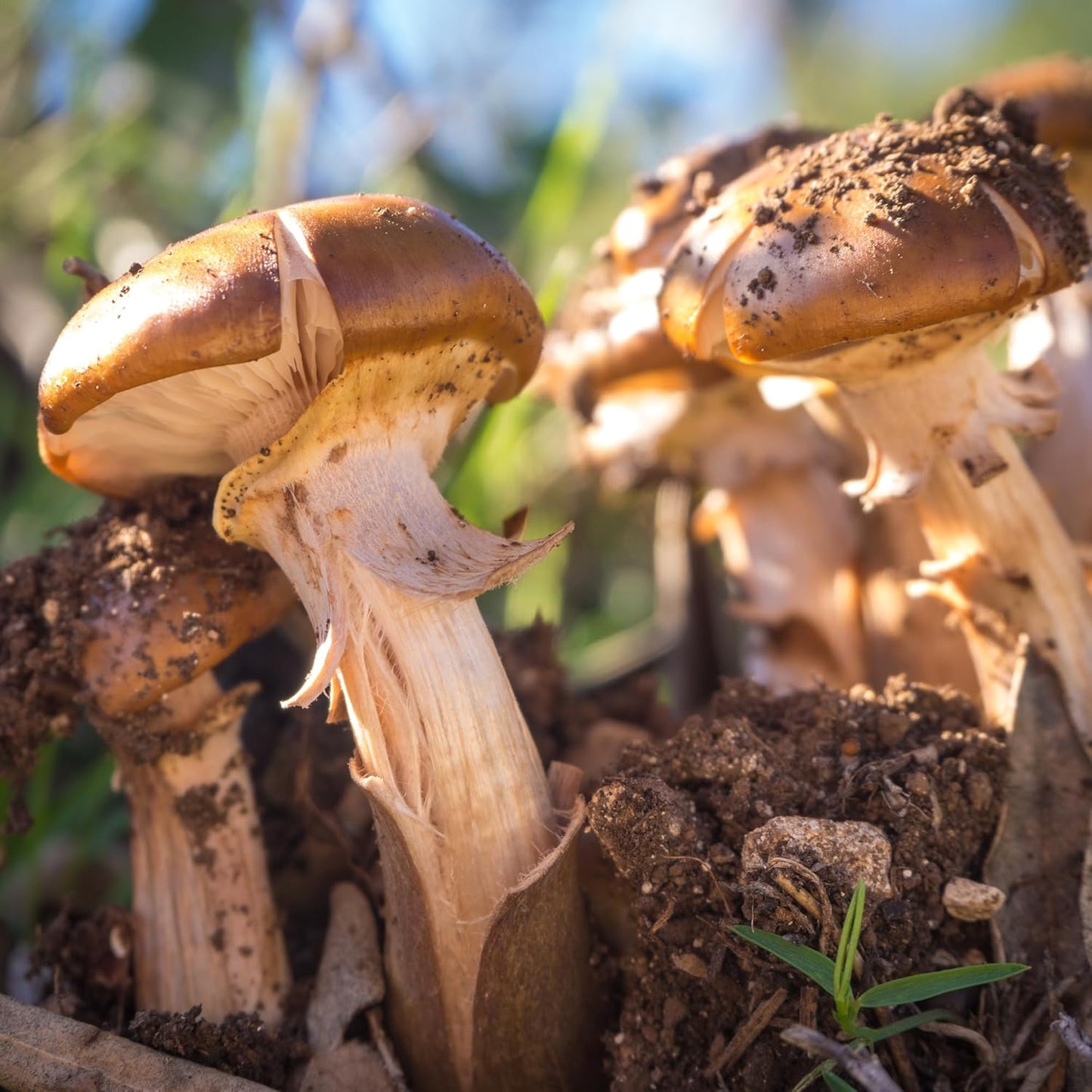 200 Pure Agaricus Blazei Capsules by Earthborn Elements - No Additives, Undiluted