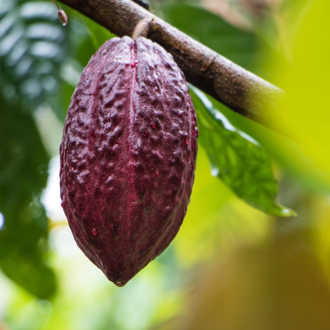 200 Pure & Undiluted Earthborn Elements Cacao (Cocoa) Capsules - No Additives