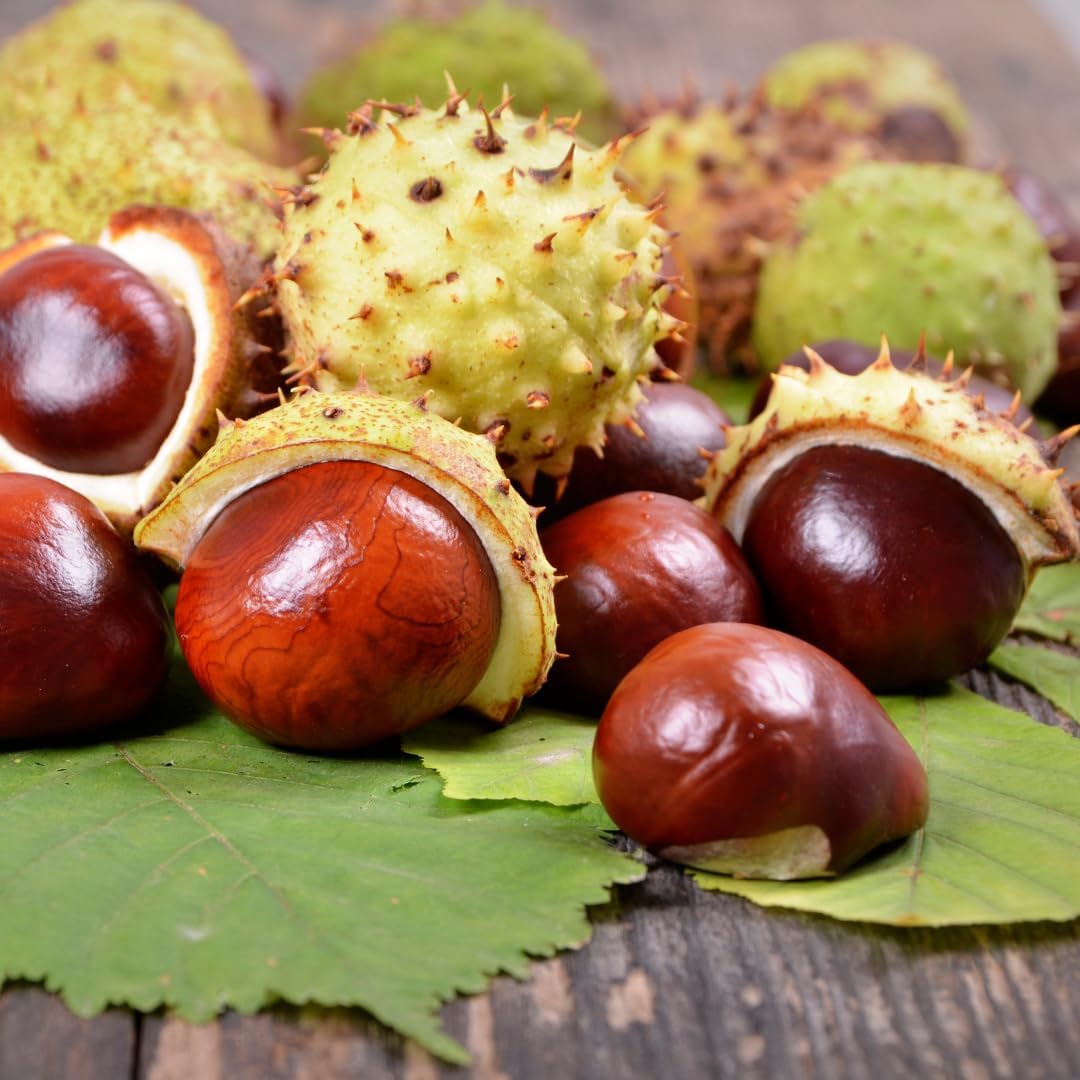 200 Pure & Undiluted Horse Chestnut Capsules by Earthborn Elements - No Additives