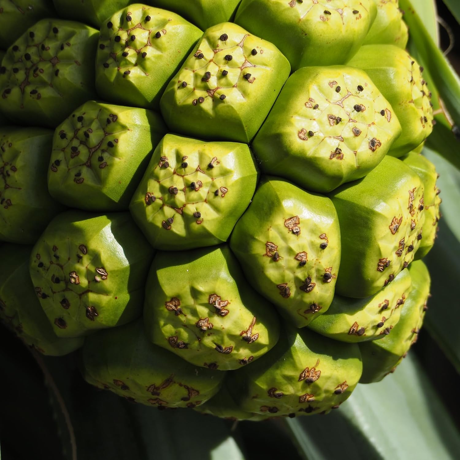 200 Pure & Undiluted Noni Capsules by Earthborn Elements - Additive-Free