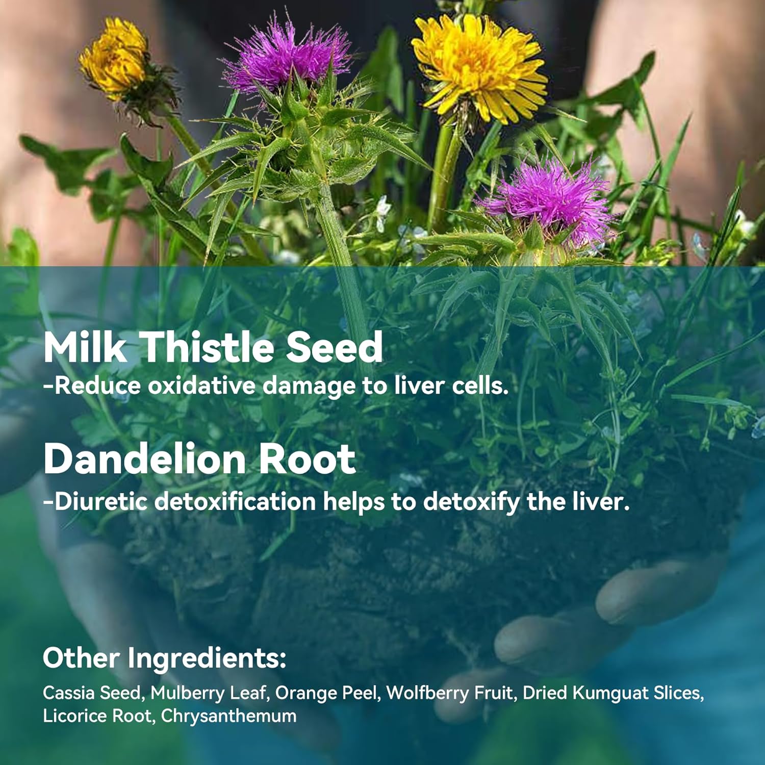 21-Day Liver Cleanse Tea for Digestion & Immunity - Milk Thistle Herbal Tea for Liver & Stomach Care, Caffeine-Free (21 Teabags)