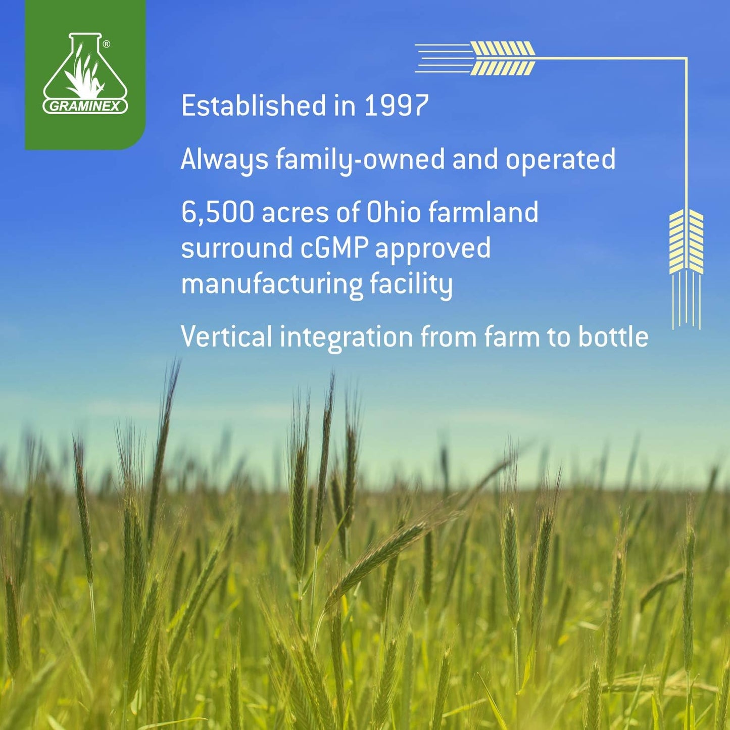 240 Non-GMO Wheatgrass Tablets for Immunity, Anti-Aging, Energy Boost - Amino Acids, Vitamins, Minerals - Greens Superfood Supplement