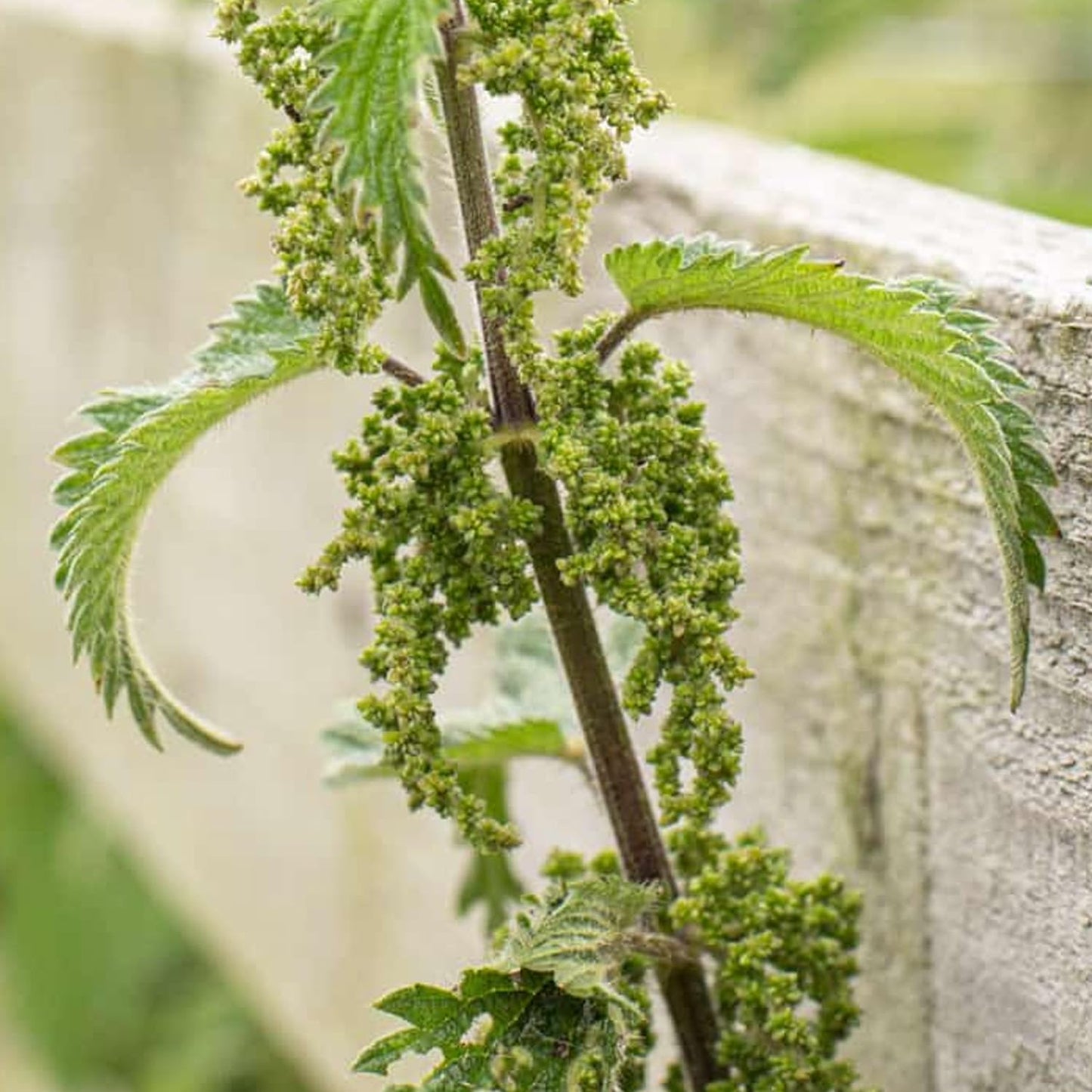 250g Premium Quality Natural Nettle Seed (Urtica dioica) - Organic and Fresh