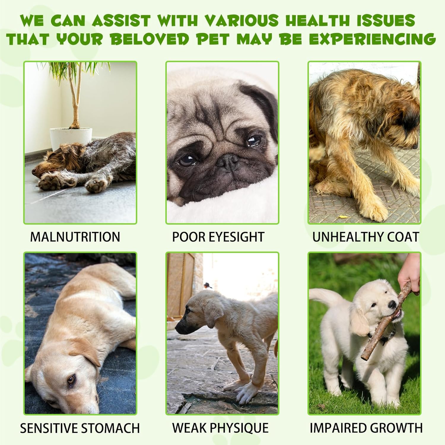 3-in-1 Dog Probiotic & Digestive Enzymes for Gut Health, Itchy Skin, Allergies, Immunity - Liquid Probiotics for All Ages & Breeds