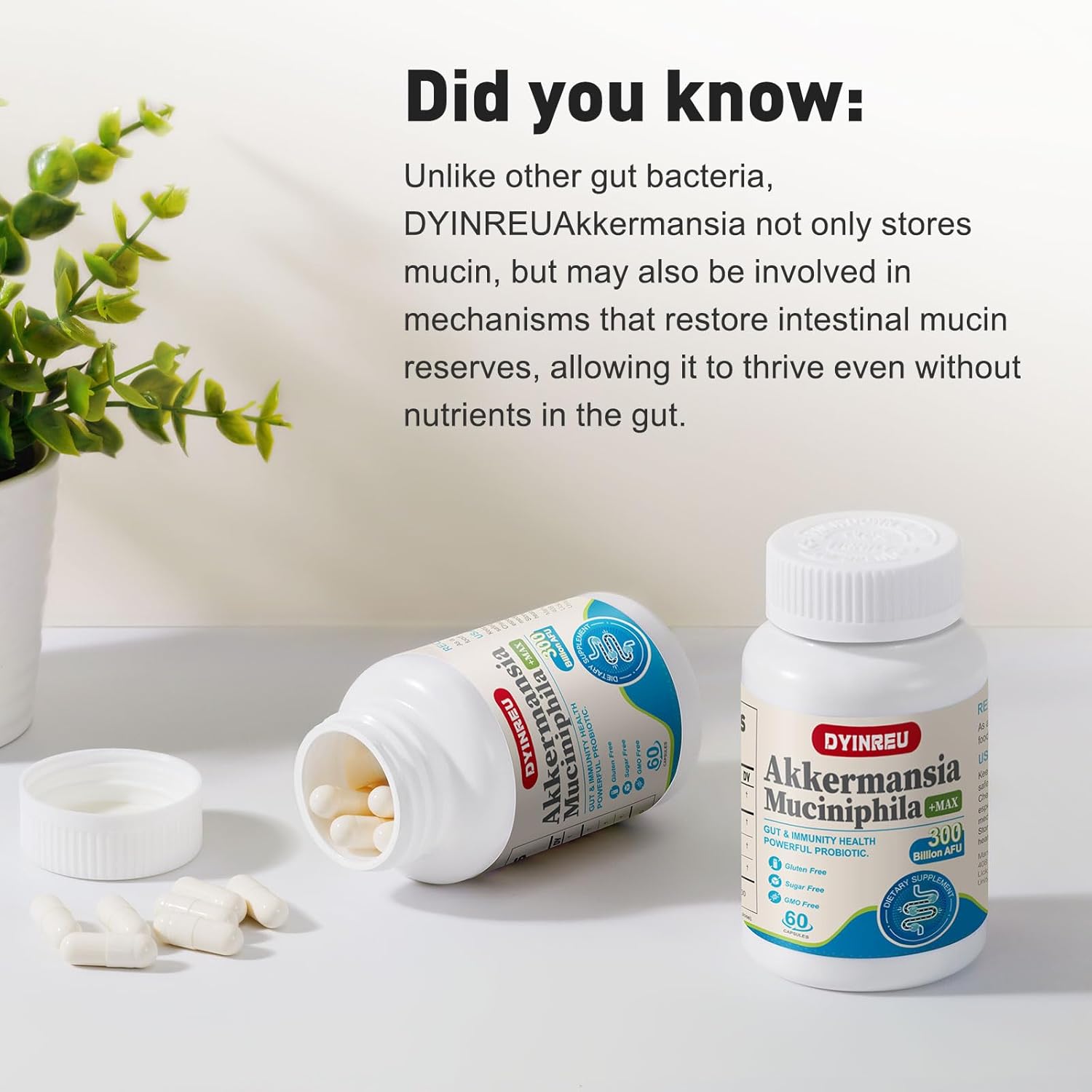 300 Billion AFU Akkermansia Muciniphila Probiotics Capsules for Digestive, Gut, Immune Health