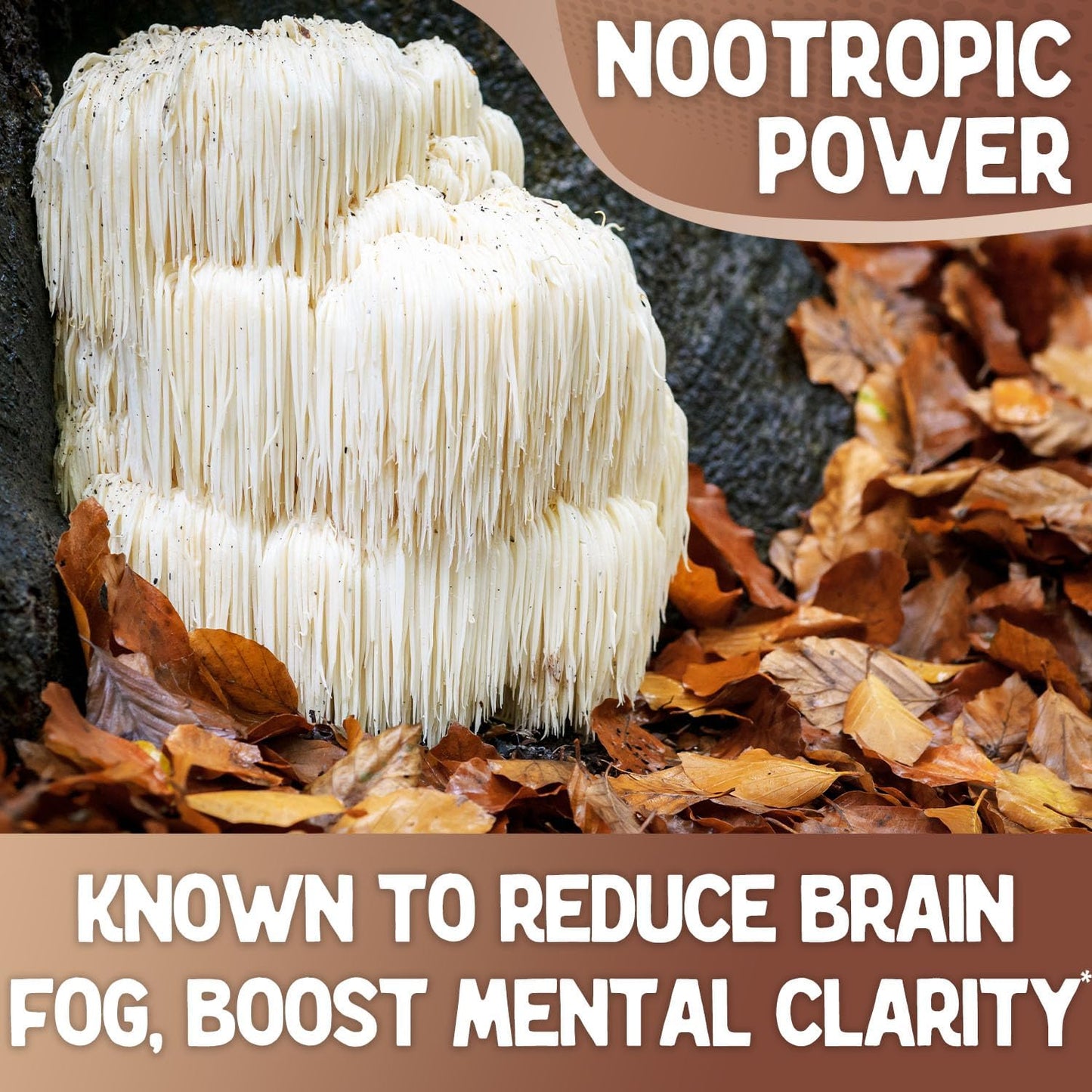 360 Count Organic Lions Mane Mushroom Capsules - Premium Supplement for Mental Clarity, Cognition, and Immunity - 180 Day Supply