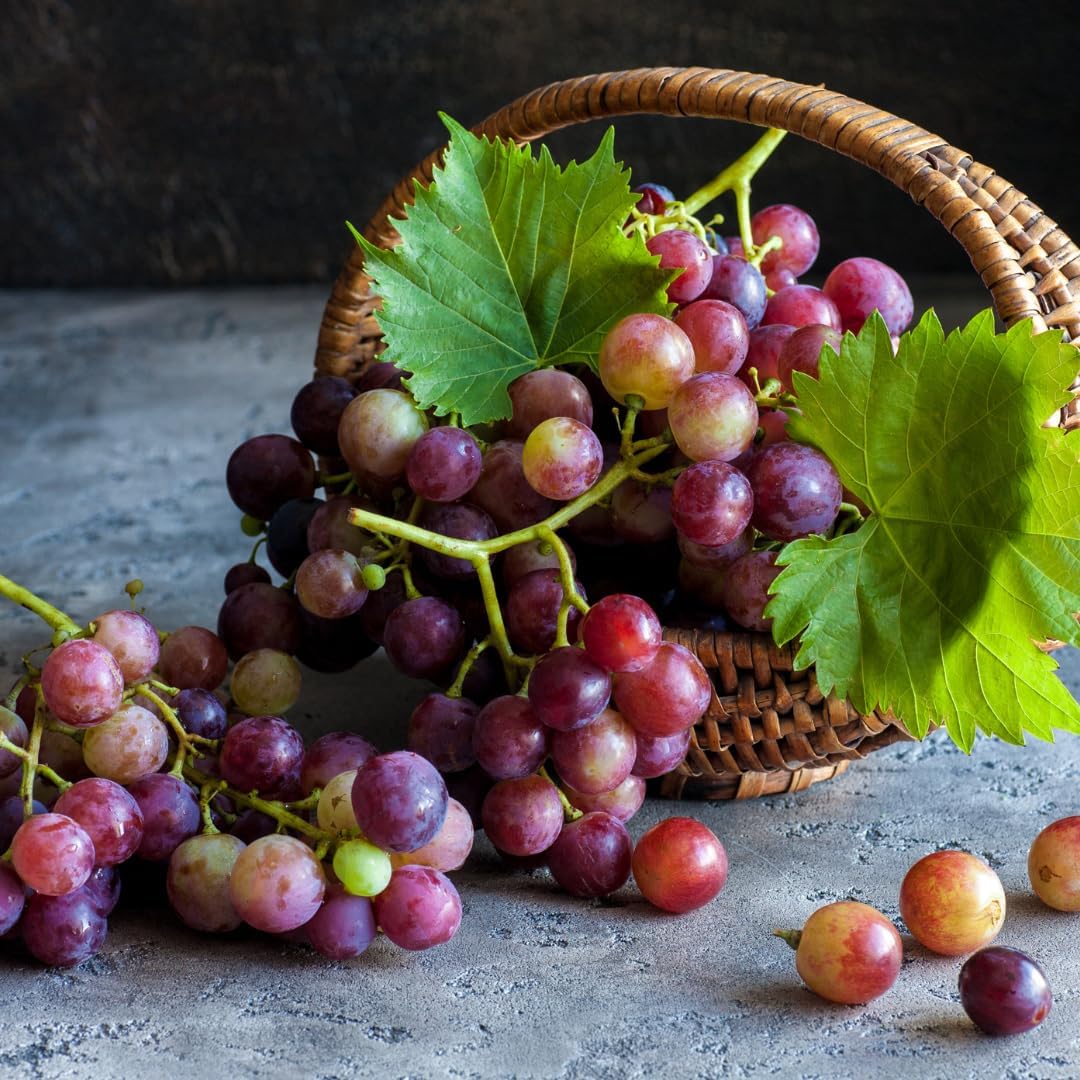 365 Capsules of Pure DHM with Original Ingredients, No Magnesium or Rice Fillers - Lab Verified