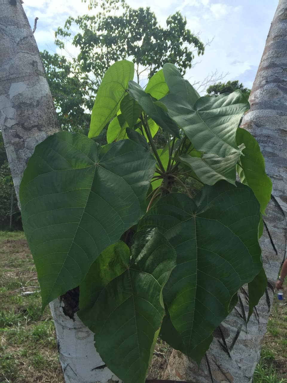 4oz Pure Sangre de Drago Liquid: Peruvian Dragon's Blood Sap for Skin Healing & Digestion Support