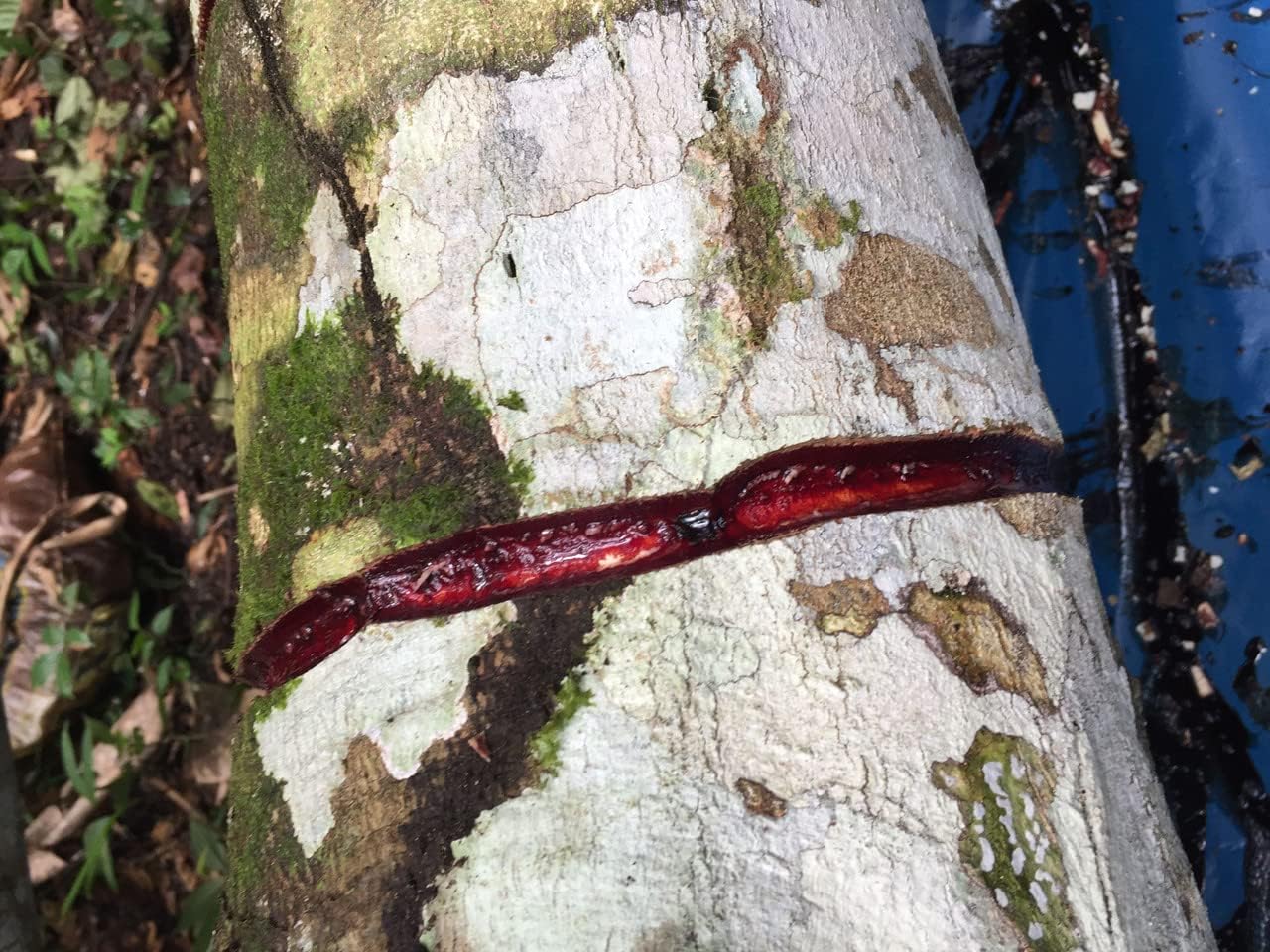 4oz Pure Sangre de Drago Liquid: Peruvian Dragon's Blood Sap for Skin Healing & Digestion Support