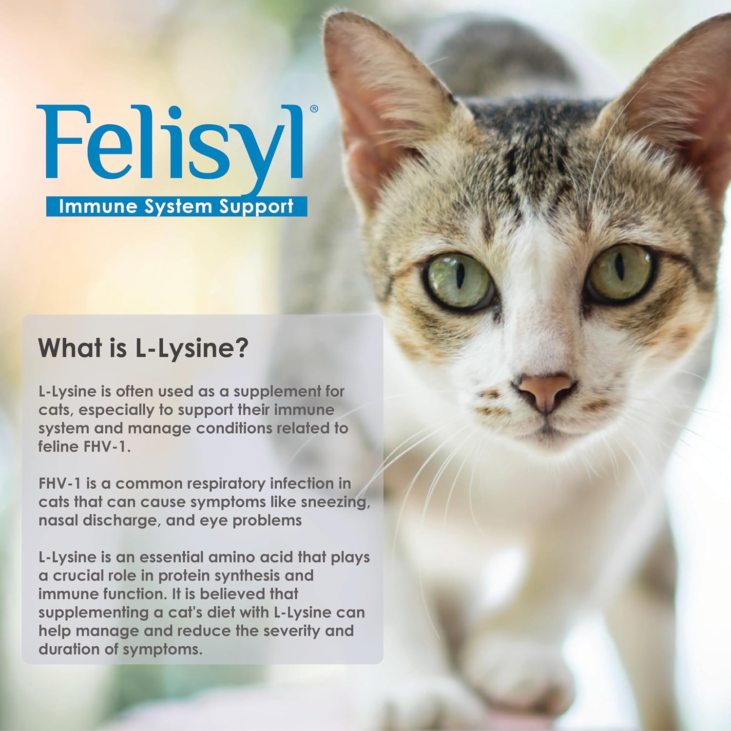 5oz Felisyl L-Lysine Gel for Cats - Promotes Immune, Respiratory, & Eye Health. Reduces Sneezing, Runny Nose, & Watery Eyes. Salmon Flavor, USA-Made