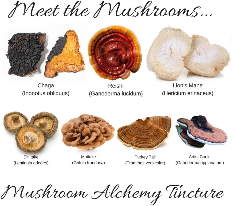 7 Medicinal Mushroom Spagyric Tincture Blend - Reishi, Turkey Tail, Maitake, Shiitake, Lion's Mane, Artist Conk, Chaga - 1 fl oz