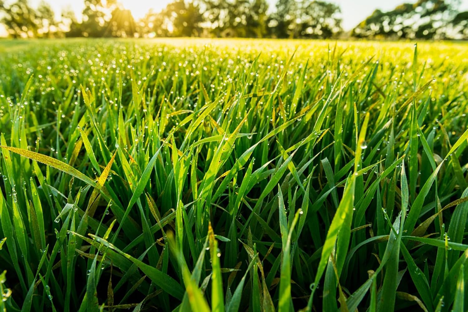 730 Capsules Barley Grass Supplement with Pure Original Ingredients, No Magnesium or Rice Fillers - Always Pure