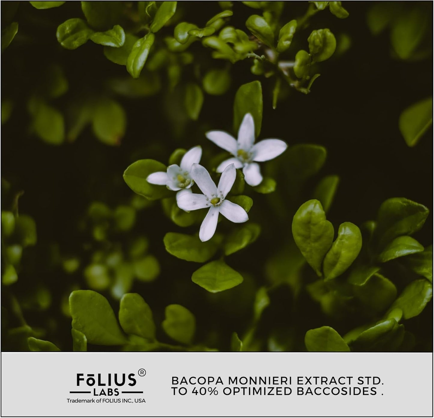 750mg Bacopa Monnieri Capsules - 40% Bacosides - Herbal Supplement - 60 Capsules by FOLIUS LABS