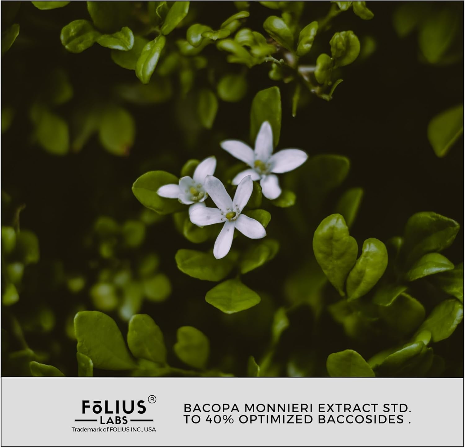 750mg Bacopa Monnieri Capsules - 40% Bacosides - Herbal Supplement - 60 Capsules by FOLIUS LABS