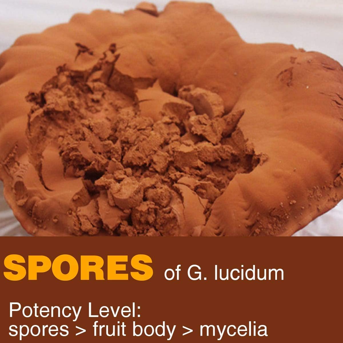7oz Non-GMO Red Reishi Mushroom Spore Powder for 100 Servings - Pure Ganoderma Lucidum by Yuanziyuanfang