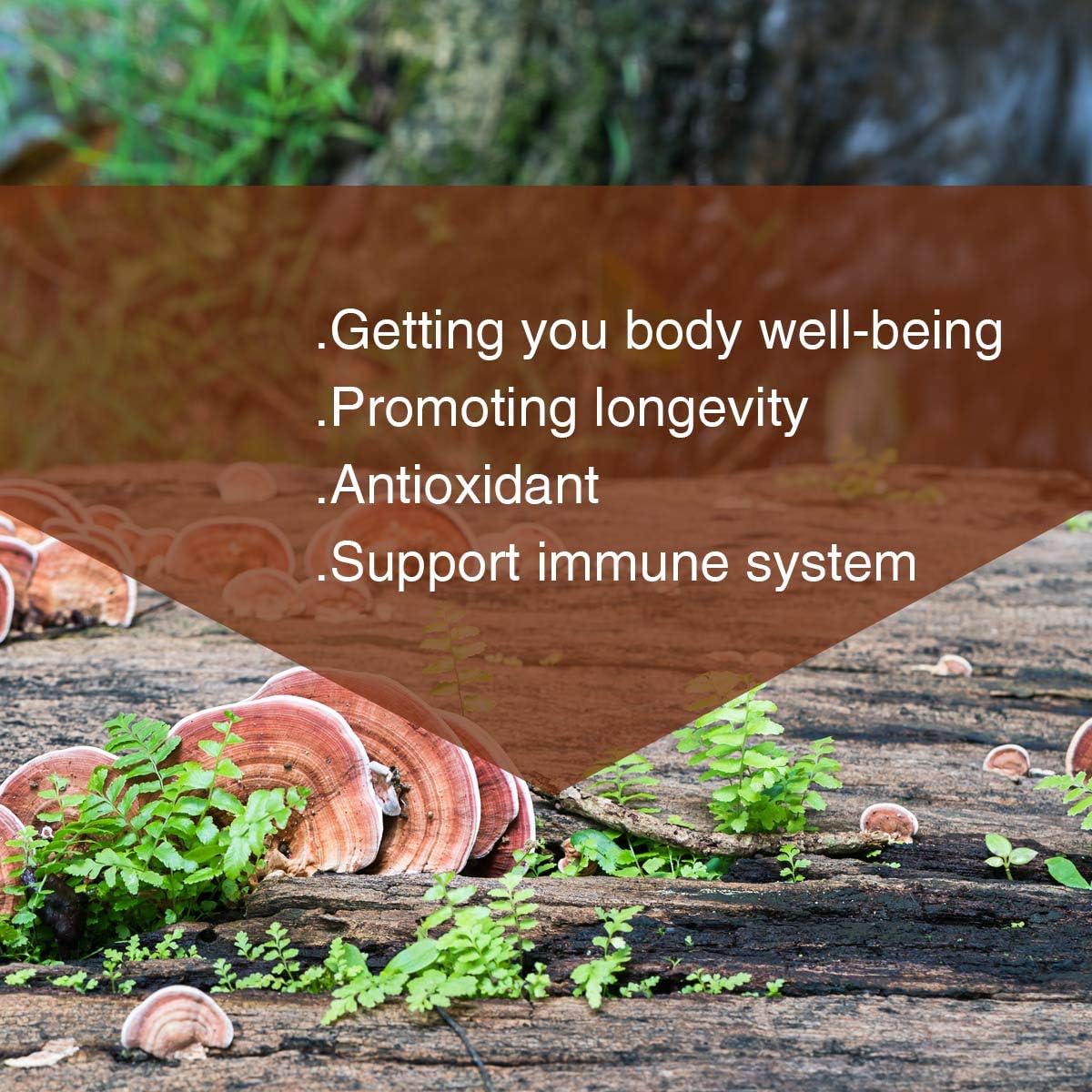 7oz Non-GMO Red Reishi Mushroom Spore Powder for 100 Servings - Pure Ganoderma Lucidum by Yuanziyuanfang