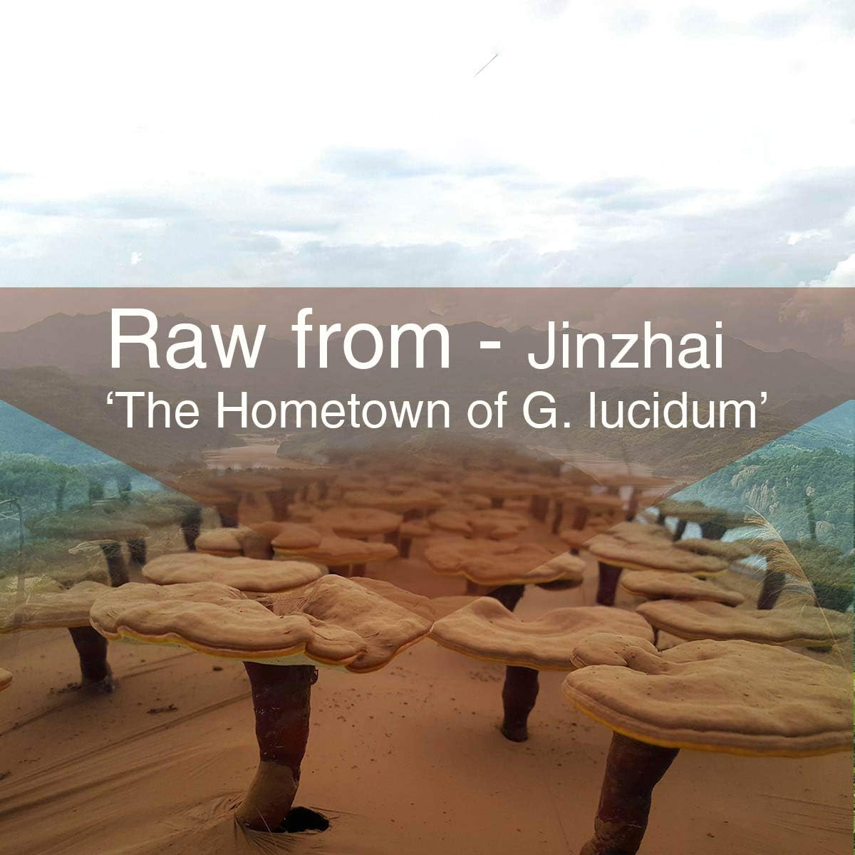 7oz Non-GMO Red Reishi Mushroom Spore Powder for 100 Servings - Pure Ganoderma Lucidum by Yuanziyuanfang