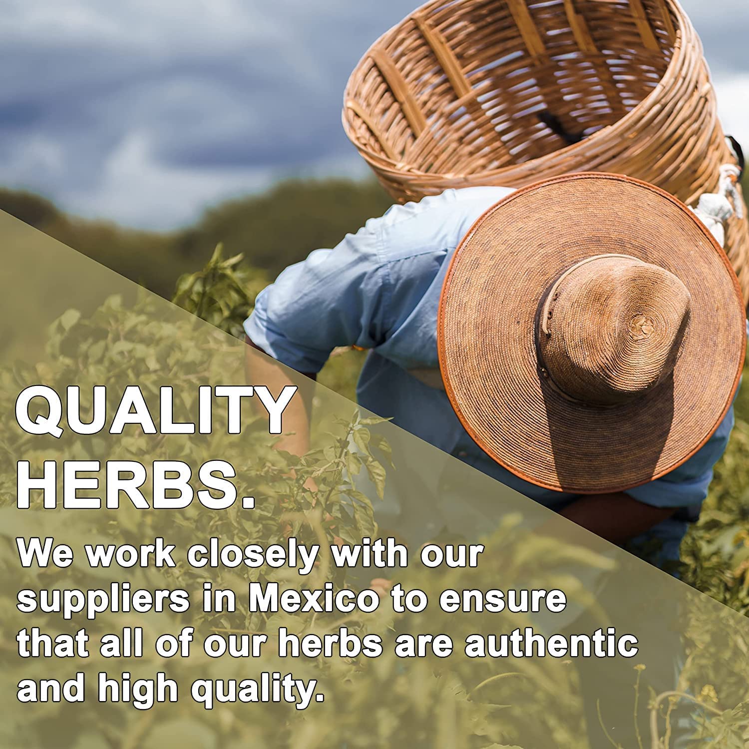 8 oz Evergreen Herbs Prodigiosa Powder with Tamper Proof Seal for Freshness