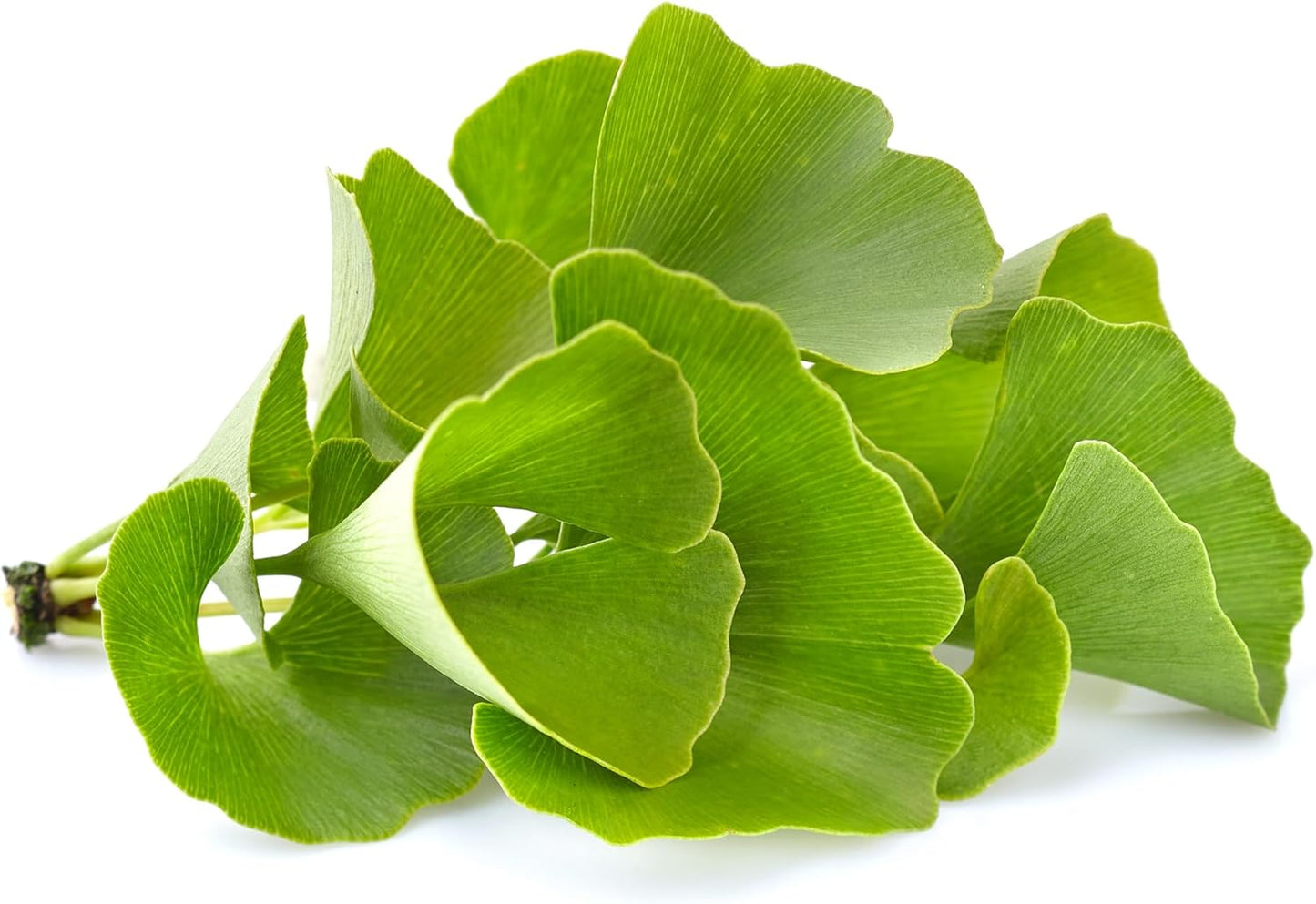 8 oz Ginkgo Biloba Powder - Pure Ingredients, Lab Verified, No Fillers