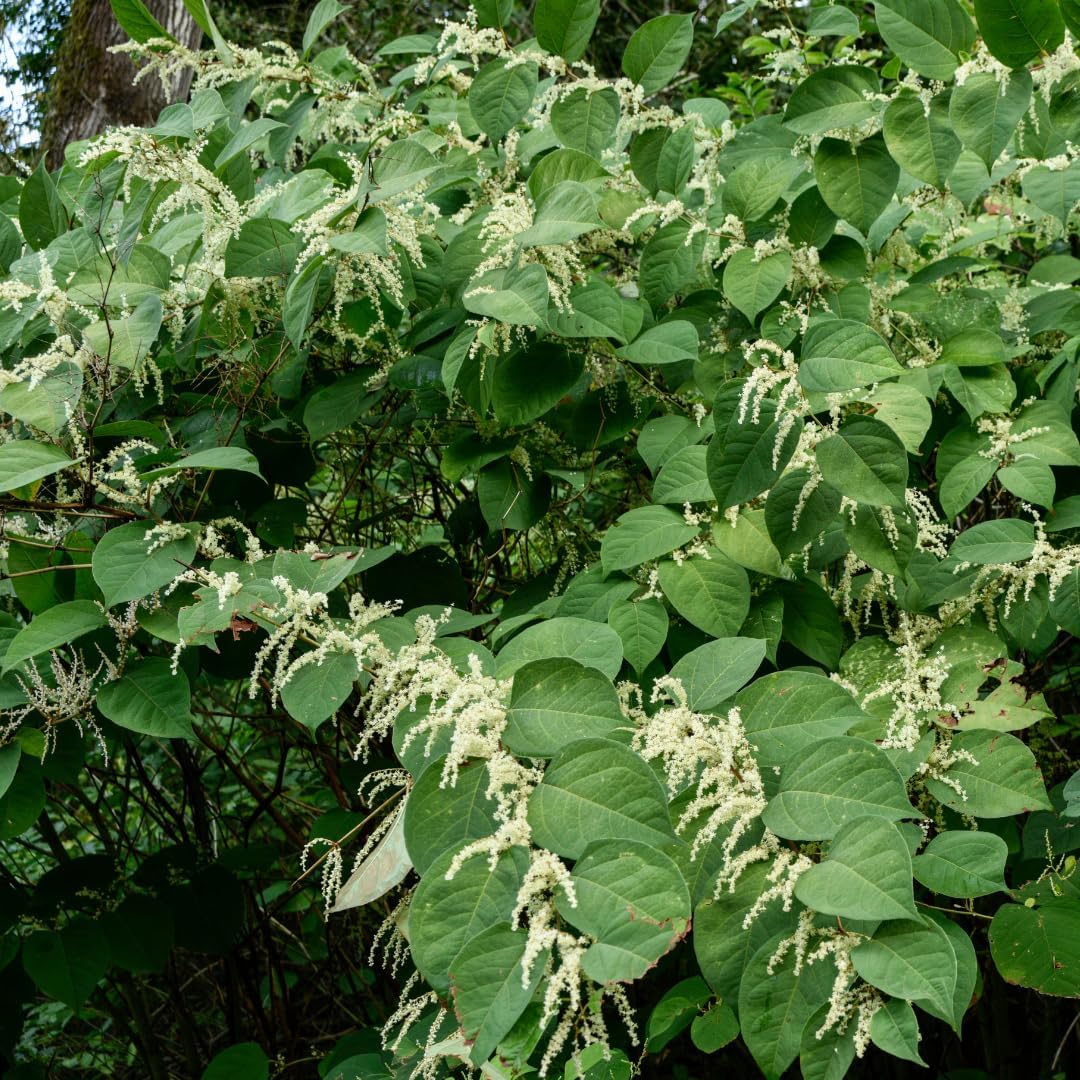 8 oz Japanese Knotweed Hu Zhang Fen Traditional Supplement - Pure Original Ingredients