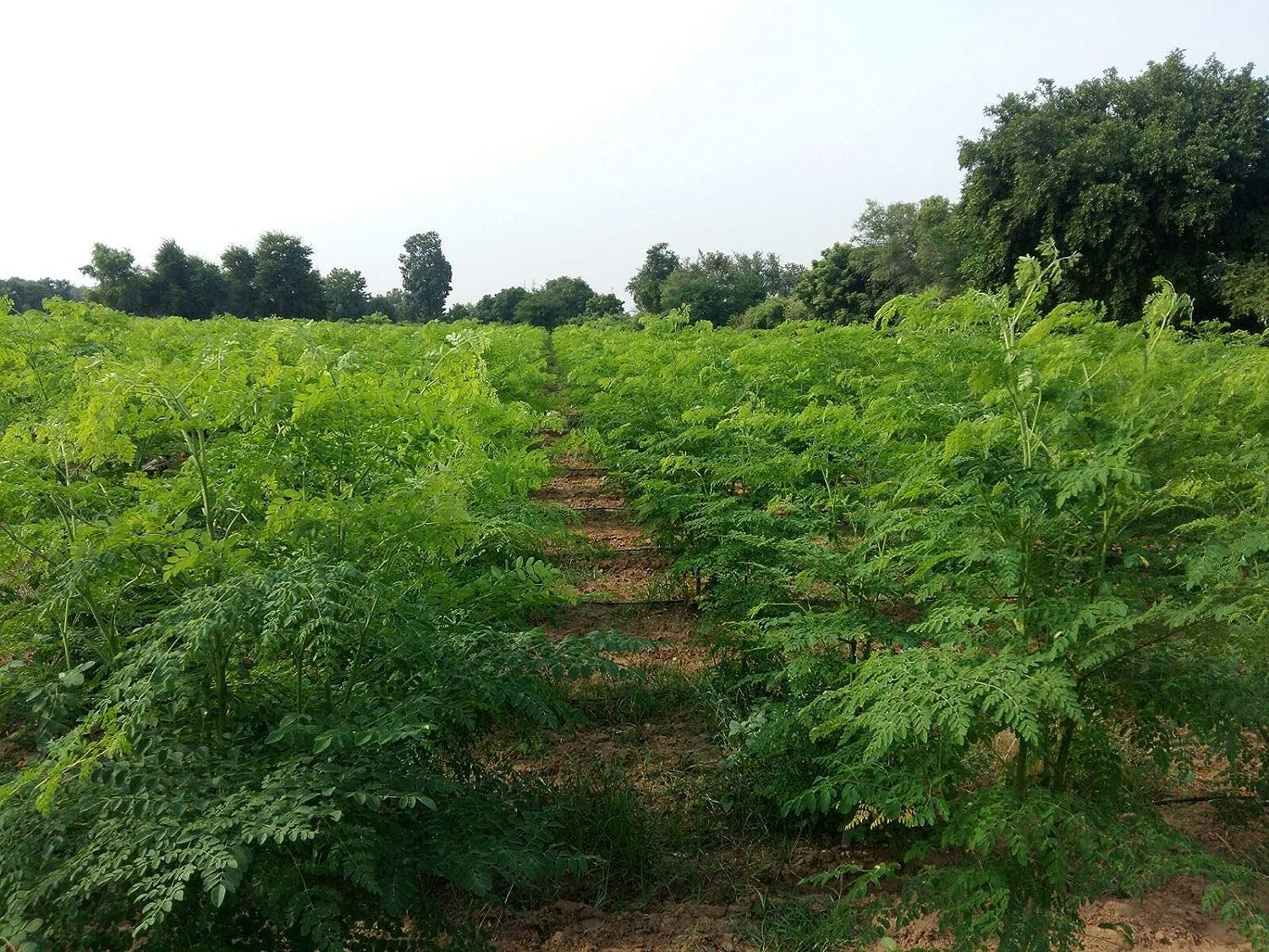 8oz Non-GMO Moringa Leaves Powder | Organic Superfood for Smoothies & Drinks | Pure & Natural Moringa Oleifera Powder | No Preservatives