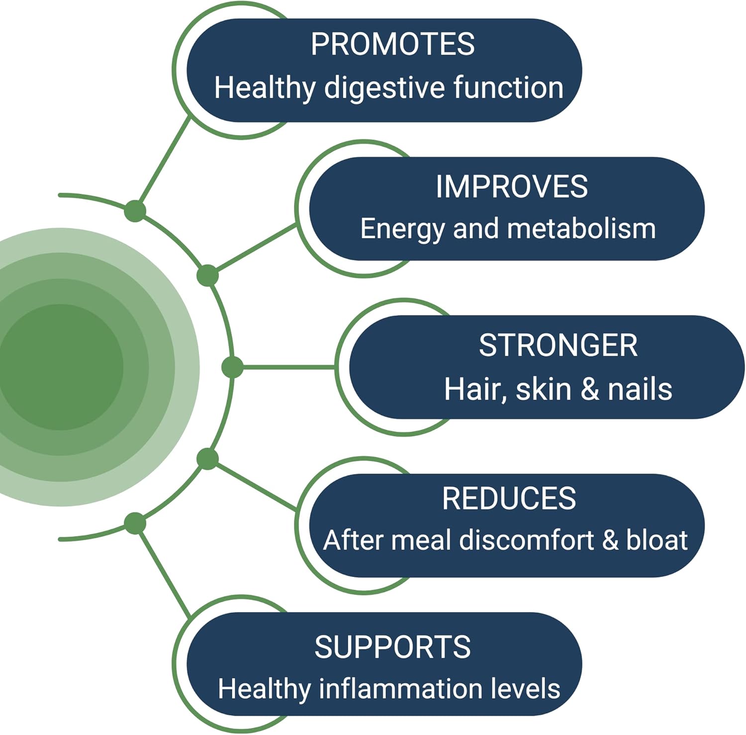 90 Servings of Healthy Gut HoloZyme Digestive Enzymes with HCL Guard+ for Optimal Digestion