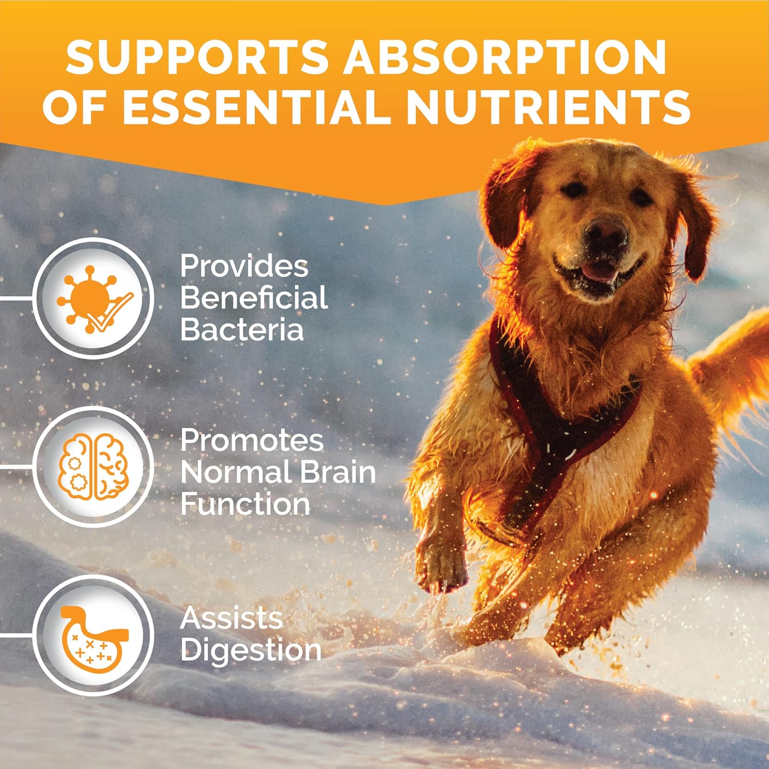 Advanced Probiotics for Dogs - Premium Care for Yeast, Itchy Skin, Ears - Supports Gut Flora, Bowel Health, Digestion - 120 Chews