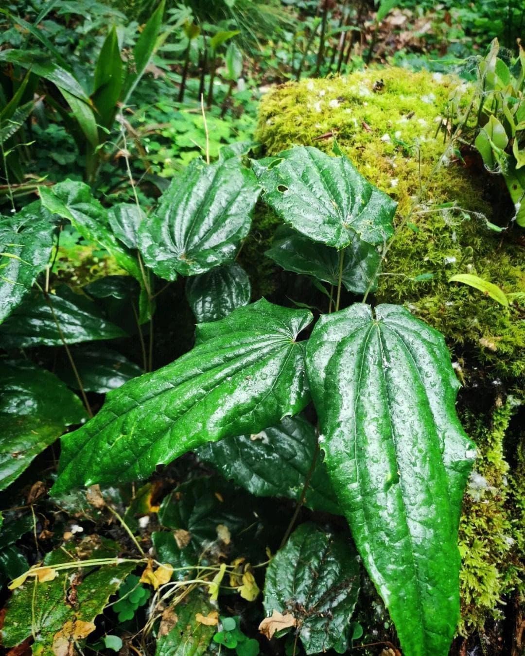 Akersunder Wonderland Herbs Purity Capsules - 400mg with 50% Icariin for Enhanced Wellness