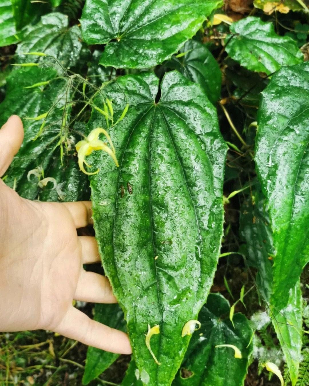 Akersunder Wonderland Herbs Purity Capsules - 400mg with 50% Icariin for Enhanced Wellness