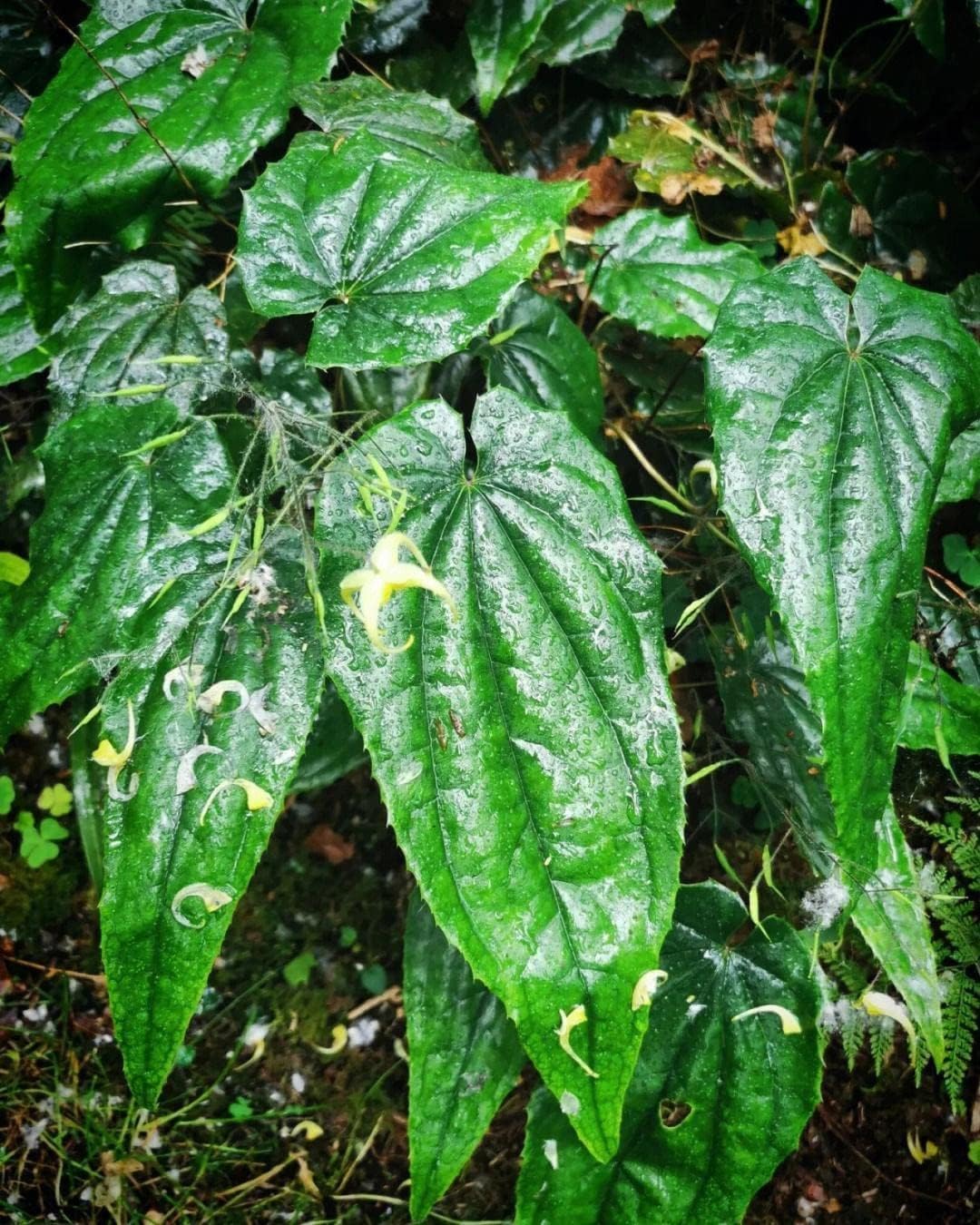 Akersunder Wonderland Herbs Purity Capsules - 400mg with 50% Icariin for Enhanced Wellness