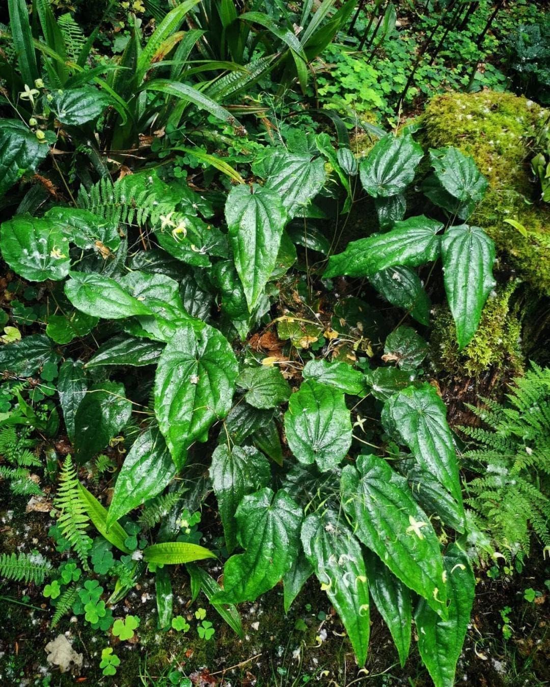 Akersunder Wonderland Herbs Purity Capsules - 400mg with 50% Icariin for Enhanced Wellness