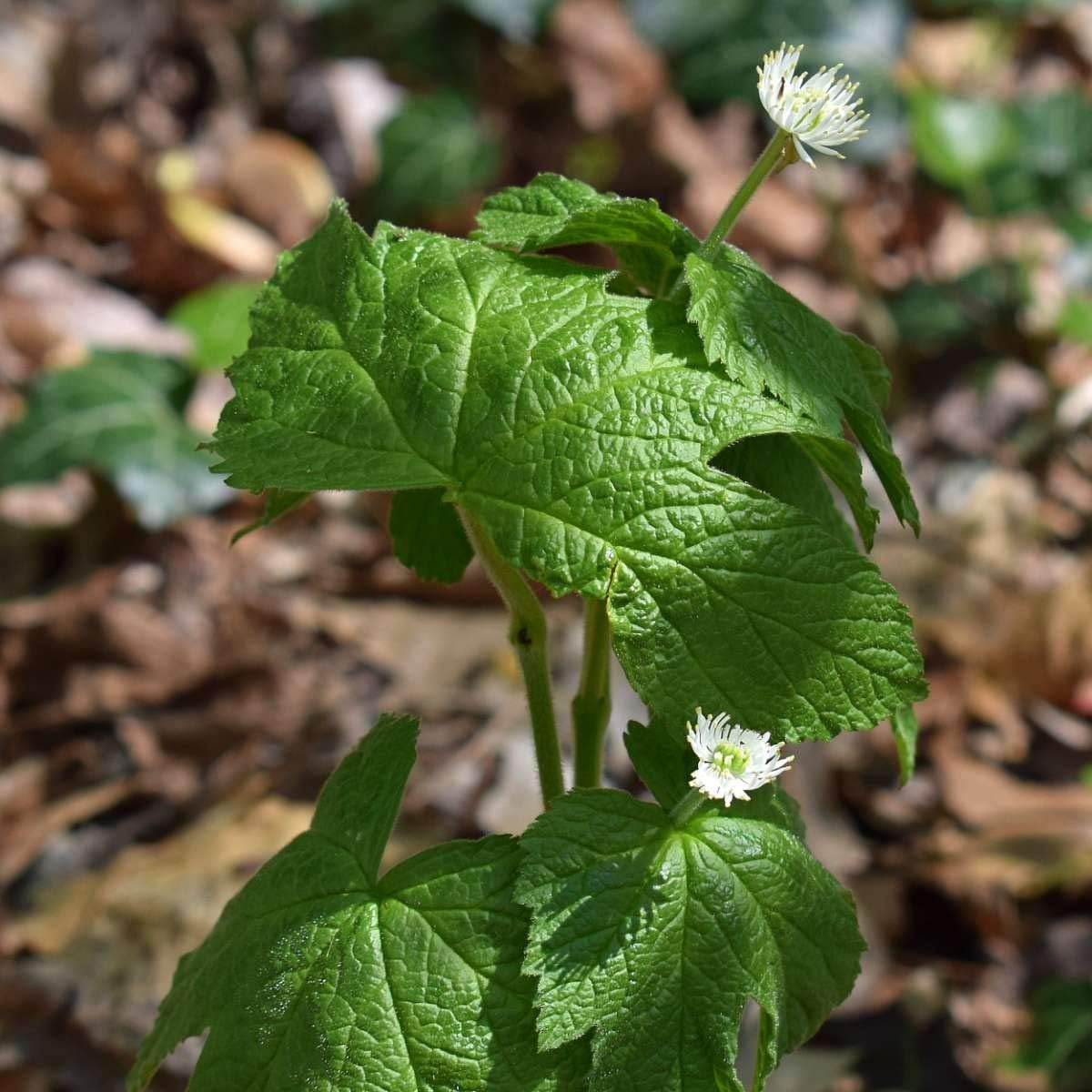 Alcohol-Free Golden Seal Root Extract | Natural Immune Booster with Hydrastine and Berberine | Promotes Lung Health | 1oz Single Count