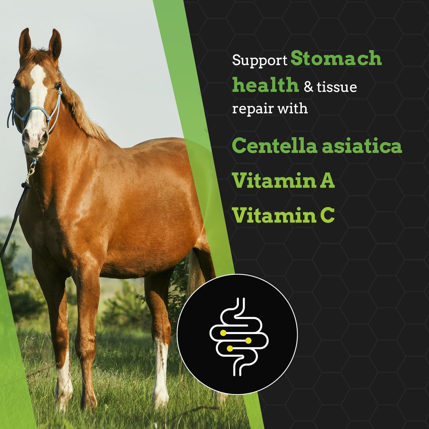 All-Natural Equine Digestive Health Support Supplement - 30 Servings - Promotes Stomach & Hindgut Health, Aids in Ulcer Relief, Enhances Tissue Repair