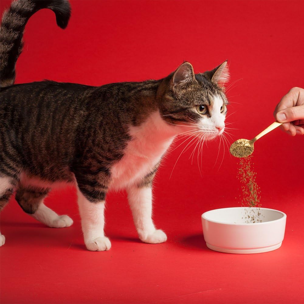 All Natural Vegetarian Omega Superfood Supplement for Dogs & Cats - Promotes Healthy Skin, Coat, & Digestion - 1lb