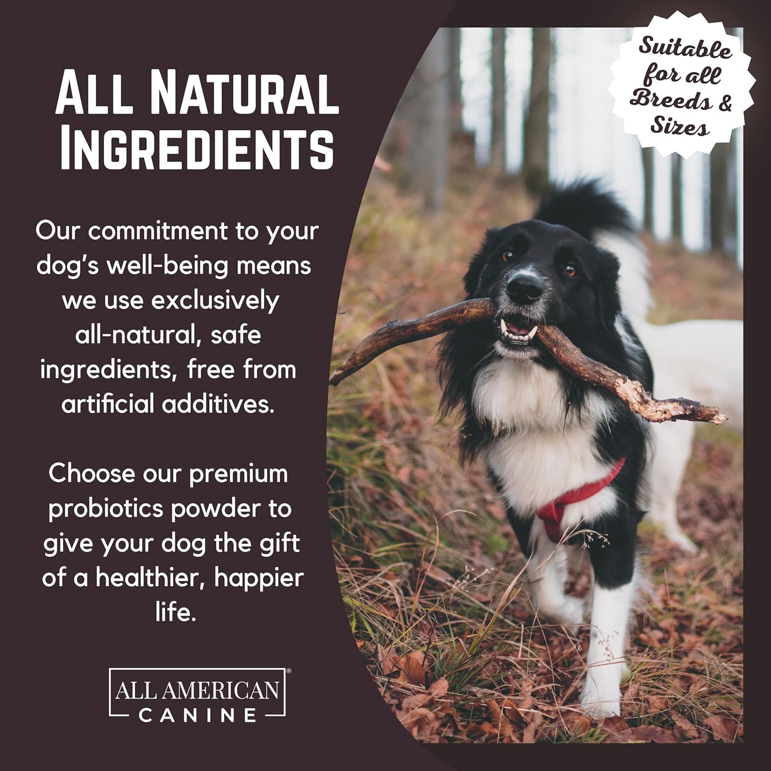 American Canine Probiotic Blend for Digestive Health & Immune Support - Prevents Diarrhea, Constipation, Inflammation - 90 Servings